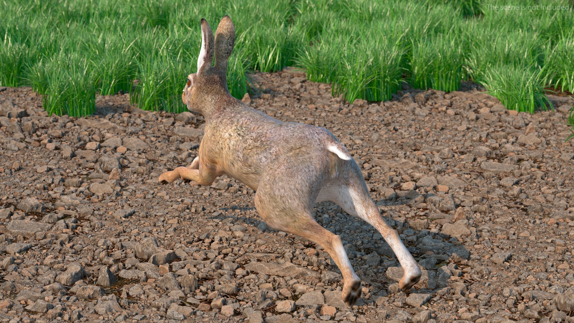 Hare  Animated Rigged for Maya 3D model https://p.turbosquid.com/ts-thumb/fl/rFVCA1/o1/hareanimatedriggedformayavray3dmodel004/jpg/1723867736/1920x1080/fit_q87/1125c19777f8773a0e32ca76d2935bc69b058167/hareanimatedriggedformayavray3dmodel004.jpg