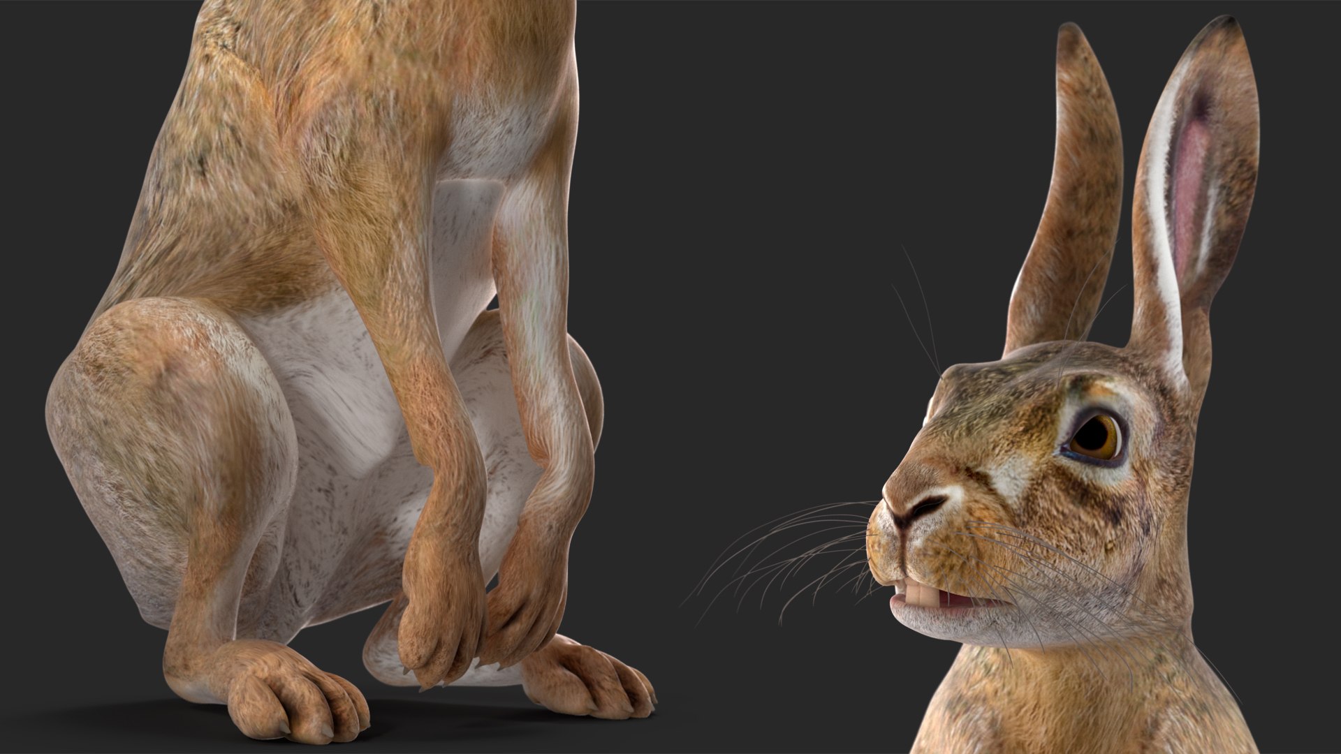 Hare  Animated Rigged for Maya 3D model https://p.turbosquid.com/ts-thumb/fl/rFVCA1/ph/hareanimatedriggedformayavray3dmodel013/jpg/1723867773/1920x1080/fit_q87/058f970bd68d93d2574a8649e9b02251be8cefcd/hareanimatedriggedformayavray3dmodel013.jpg