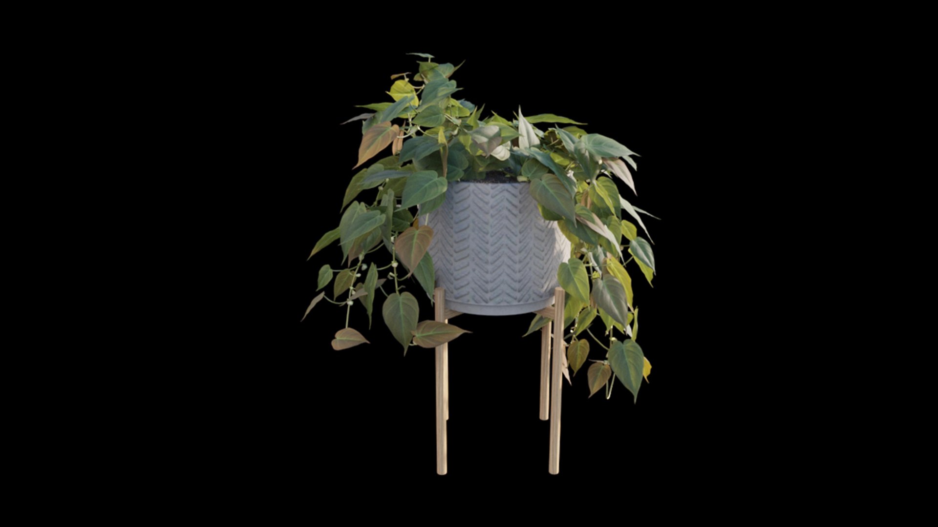 3D Philodendron Scandens Micans model https://p.turbosquid.com/ts-thumb/fl/uA4PSo/CS/philodendron_scandens_micans_02_05/jpg/1626071402/1920x1080/fit_q87/6b10f18fb5f24a0b9d18e3bcd8b8533d7af25850/philodendron_scandens_micans_02_05.jpg