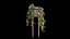 Philodendron Scandens Micans