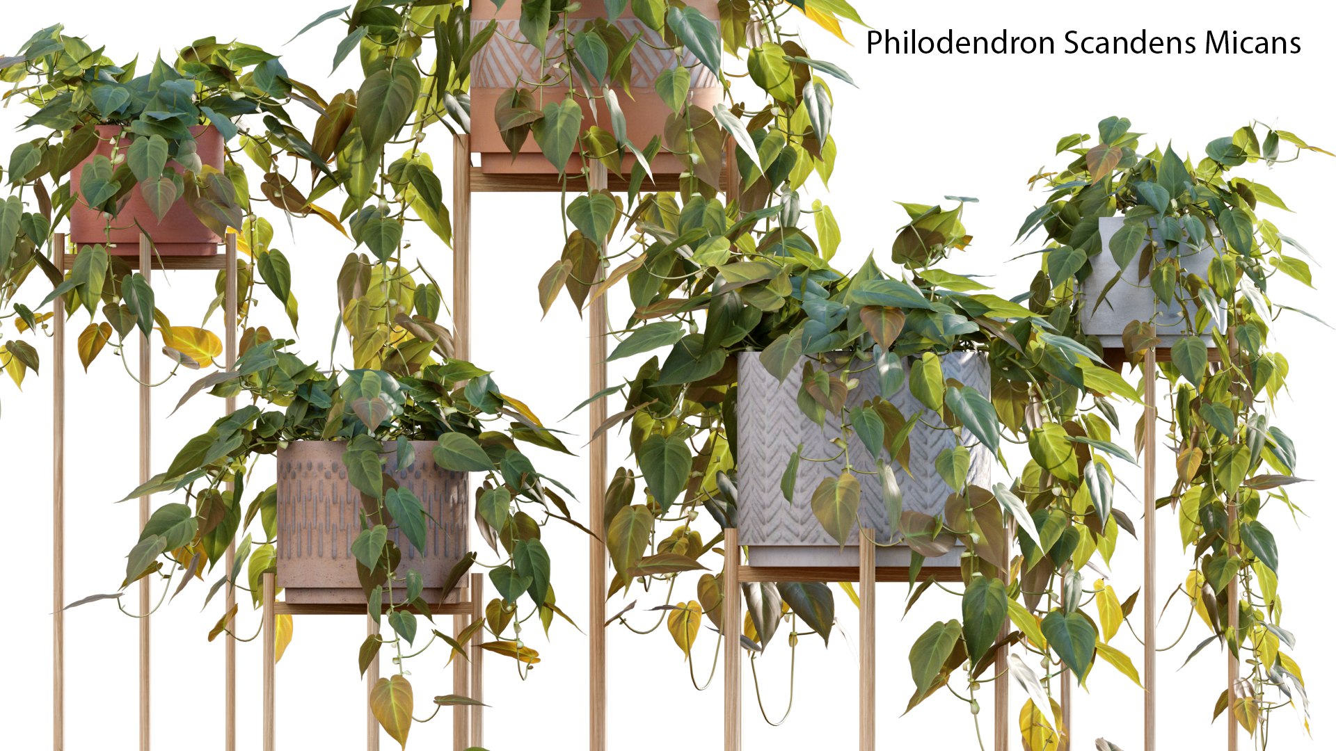 3D Philodendron Scandens Micans model https://p.turbosquid.com/ts-thumb/fl/uA4PSo/O0/philodendron_scandens_micans_02_02/jpg/1626071403/1920x1080/fit_q87/e470f163443a3597a92bc8c4bbacc2550ea45cc6/philodendron_scandens_micans_02_02.jpg