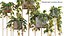 Philodendron Scandens Micans