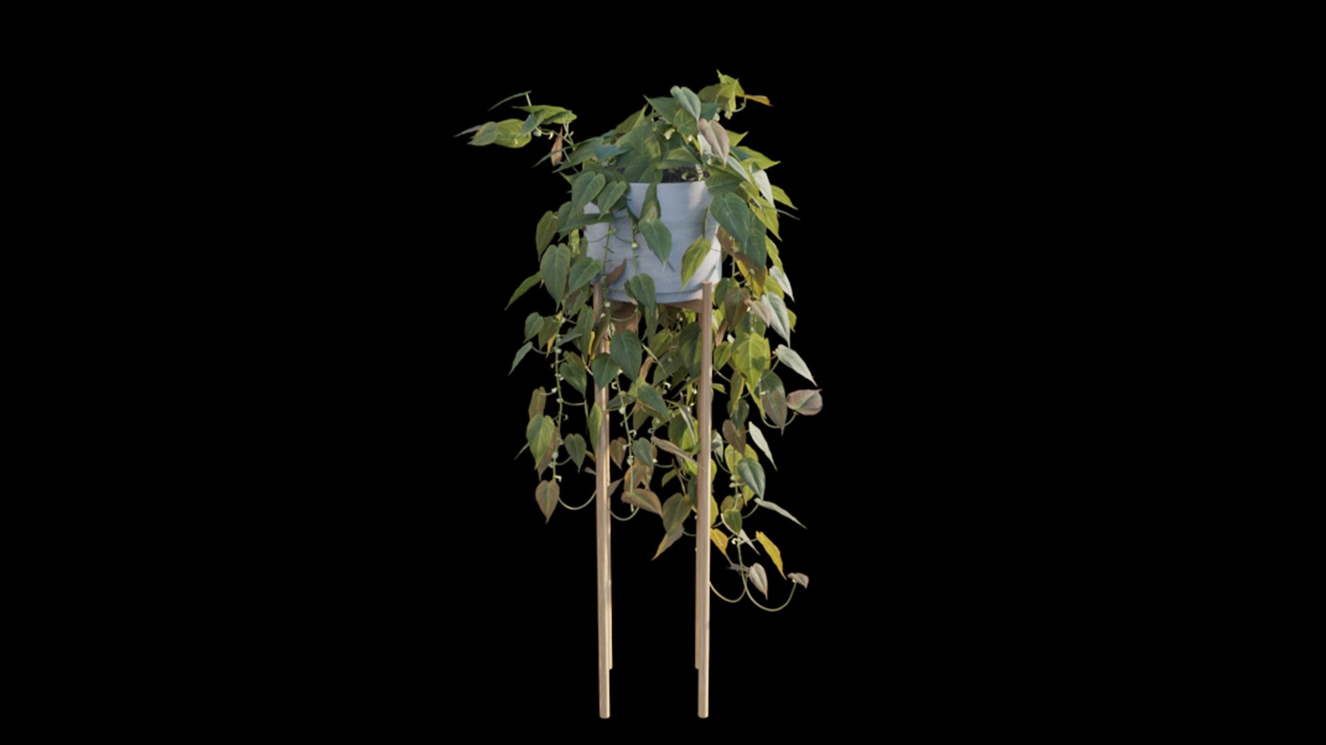 3D Philodendron Scandens Micans model https://p.turbosquid.com/ts-thumb/fl/uA4PSo/ig/philodendron_scandens_micans_02_06/jpg/1626071402/1920x1080/fit_q87/348e82cb307b305c49d6e55de711f1dedd43efd8/philodendron_scandens_micans_02_06.jpg
