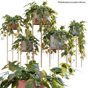 3D Philodendron Scandens Micans model