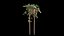 Philodendron Scandens Micans
