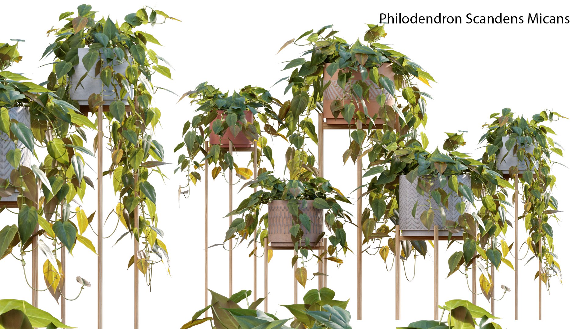 3D Philodendron Scandens Micans model https://p.turbosquid.com/ts-thumb/fl/uA4PSo/rN/philodendron_scandens_micans_02_01/jpg/1626071403/1920x1080/fit_q87/6c631ec46ab2fc4d104e9a8f059bfaa3b66d9e0d/philodendron_scandens_micans_02_01.jpg