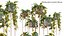 Philodendron Scandens Micans