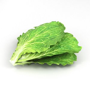 3D model lettuce vegetable food