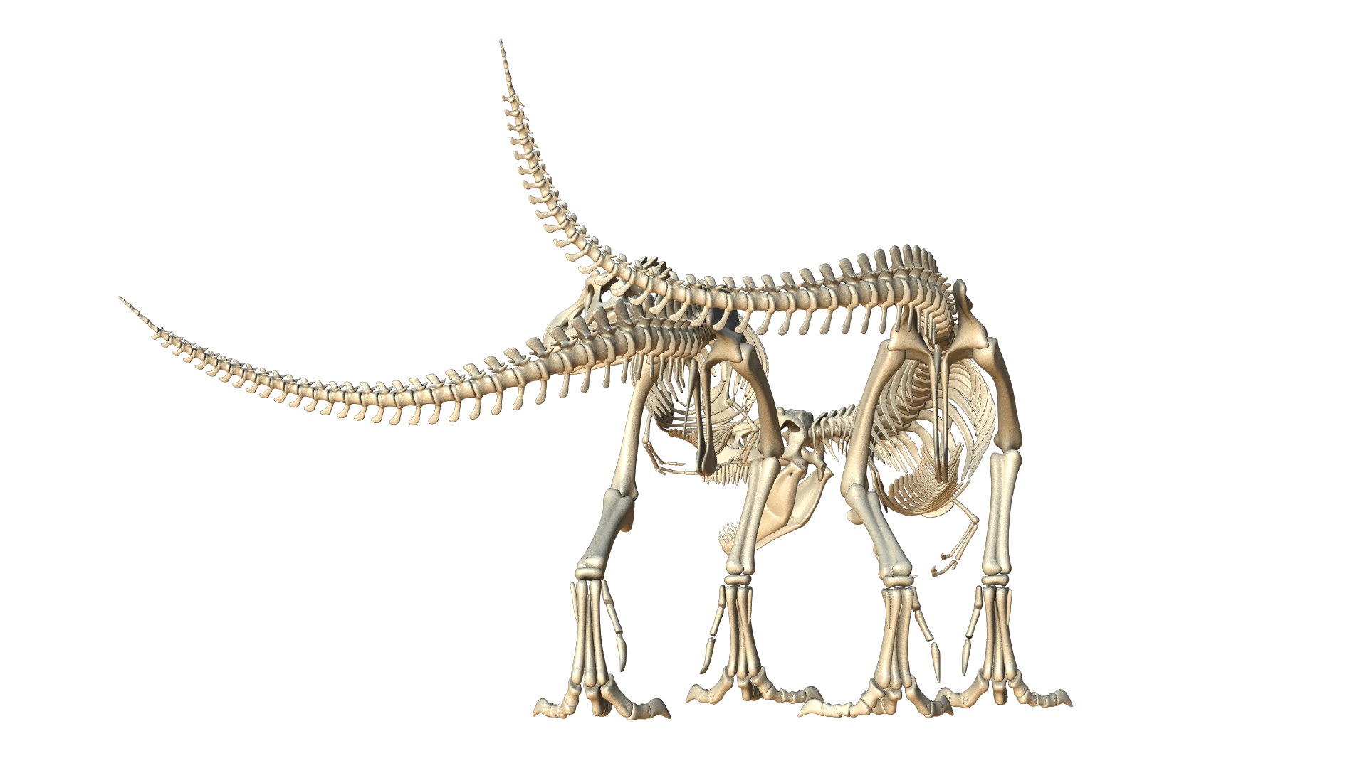 x t tyrannosaur