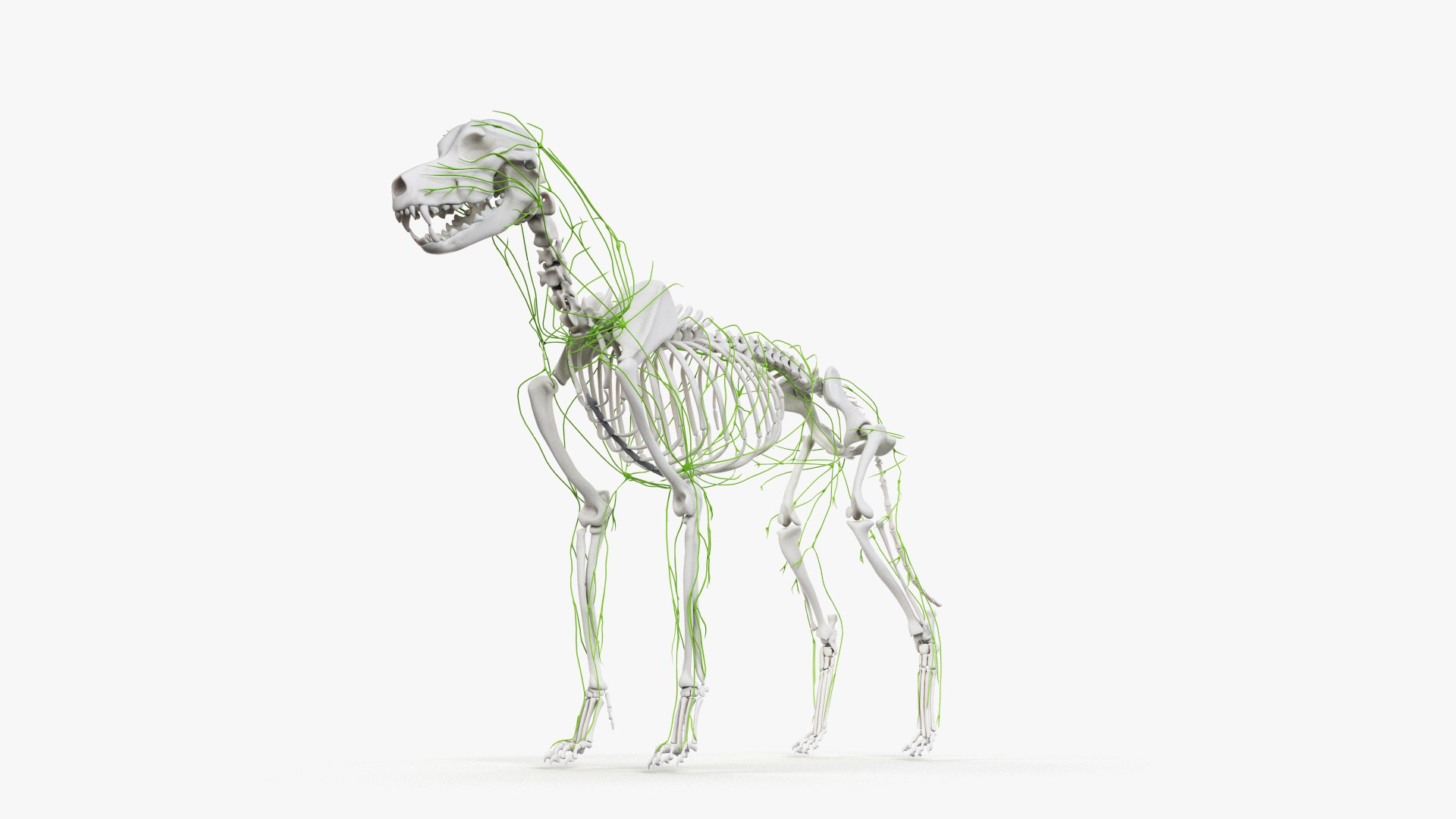 dog anatomy animation model https://p.turbosquid.com/ts-thumb/fm/3tOFkd/06RfpvfS/ts_doganatomy_anatomy_all_lymphatic0004/jpg/1571146529/1920x1080/fit_q87/024541e0d375ce347e09ea8de3af45fd7eca2829/ts_doganatomy_anatomy_all_lymphatic0004.jpg