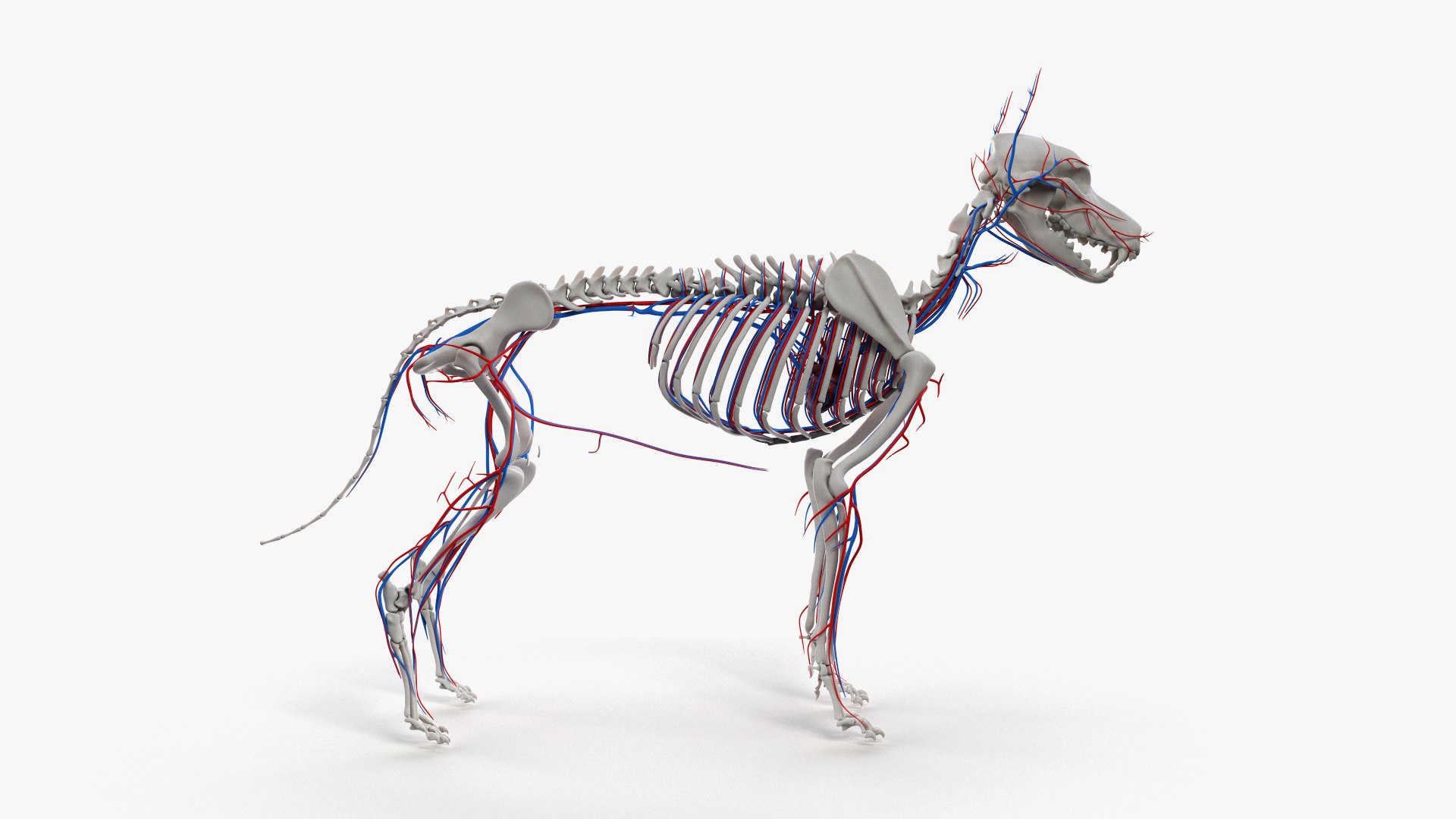 dog anatomy animation model https://p.turbosquid.com/ts-thumb/fm/3tOFkd/17q0nj5V/ts_doganatomy_anatomy_all_vasc0001/jpg/1571146589/1920x1080/fit_q87/f51141f3c11ff6fcc9d19b786b5c5e8a05e6b332/ts_doganatomy_anatomy_all_vasc0001.jpg