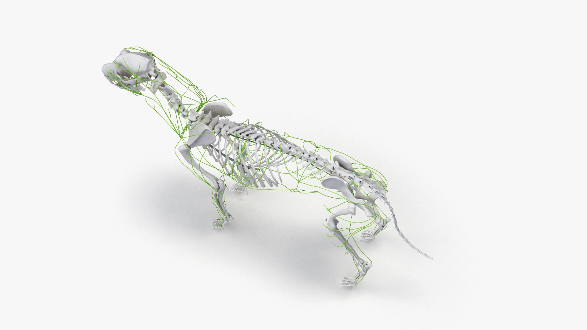 dog anatomy animation model https://p.turbosquid.com/ts-thumb/fm/3tOFkd/1KFvKayZ/ts_doganatomy_anatomy_all_lymphatic0003/jpg/1571146529/1920x1080/fit_q87/861afc0522e9f3c3849c9d2f7698270f701f2ecf/ts_doganatomy_anatomy_all_lymphatic0003.jpg