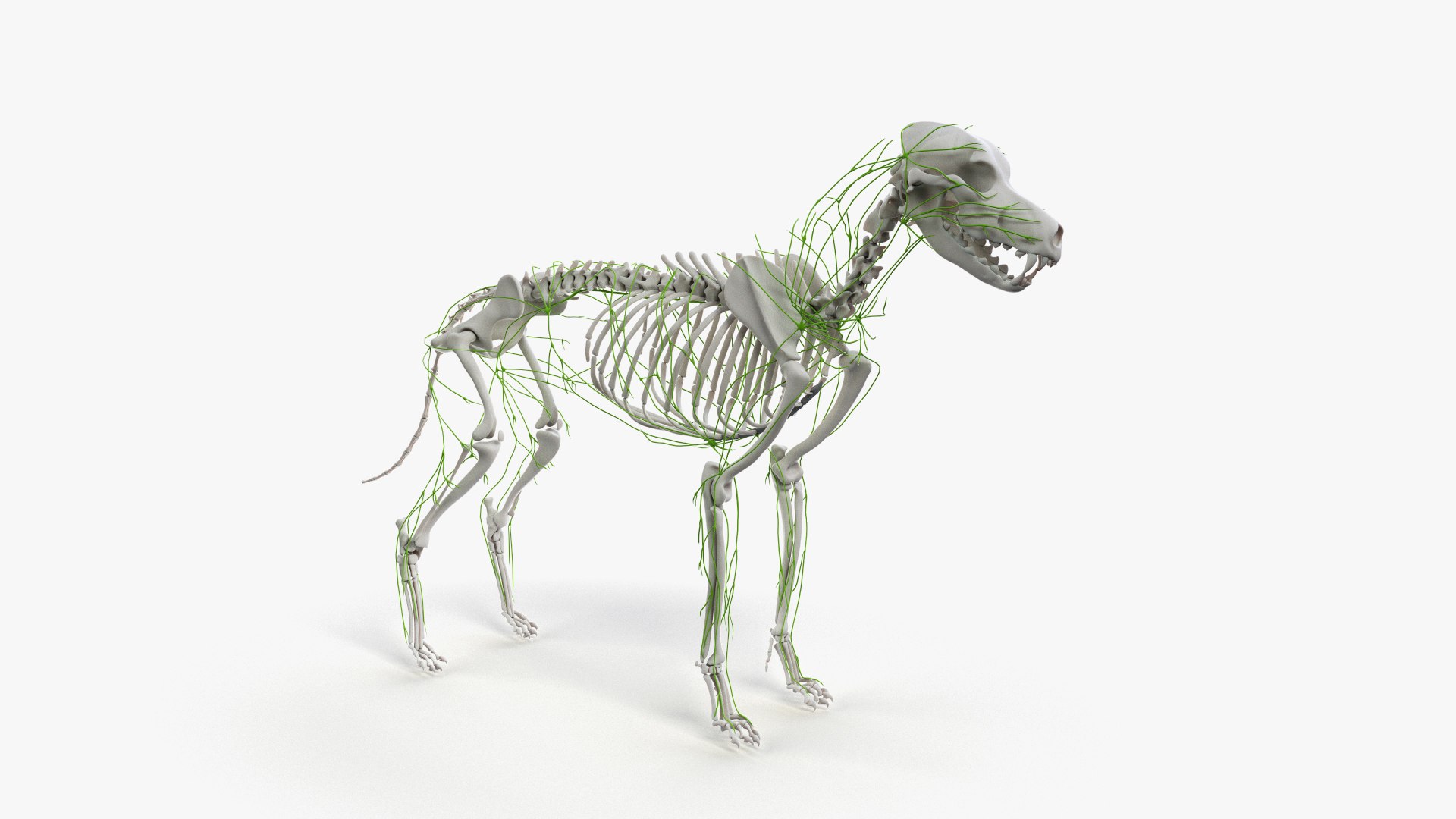 dog anatomy animation model https://p.turbosquid.com/ts-thumb/fm/3tOFkd/1bW3H1Qf/ts_doganatomy_anatomy_all_lymphatic0000/jpg/1571146529/1920x1080/fit_q87/ec0e20fb50375a13035c33fbf5cd4c9cd75b6acf/ts_doganatomy_anatomy_all_lymphatic0000.jpg