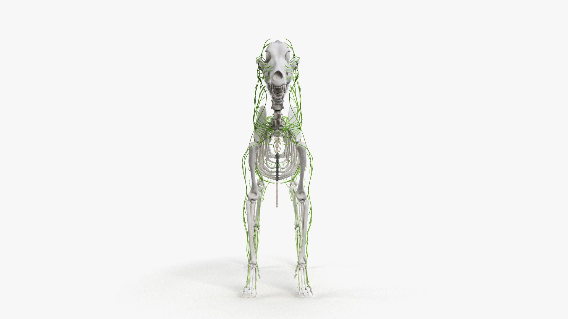 dog anatomy animation model https://p.turbosquid.com/ts-thumb/fm/3tOFkd/1rK2irT2/ts_doganatomy_anatomy_all_lymphatic0005/jpg/1571146529/1920x1080/fit_q87/649377672b02e44d49c1b79ee9dcc095987ece9c/ts_doganatomy_anatomy_all_lymphatic0005.jpg