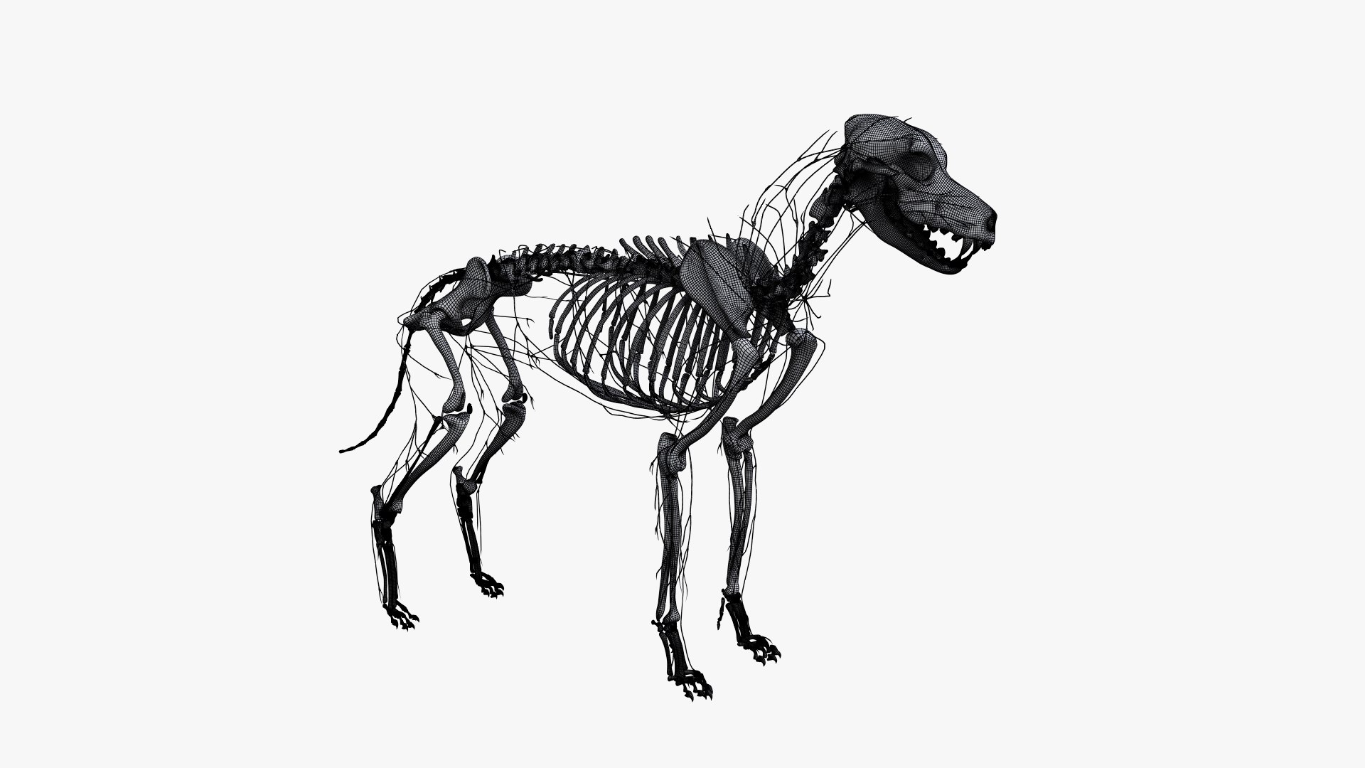 dog anatomy animation model https://p.turbosquid.com/ts-thumb/fm/3tOFkd/30kHavTH/ts_doganatomy_anatomy_wire_skel_lymph0000/jpg/1571147074/1920x1080/fit_q87/2fa7413344333907cbbbb7cbf24e6b79fc7b6396/ts_doganatomy_anatomy_wire_skel_lymph0000.jpg