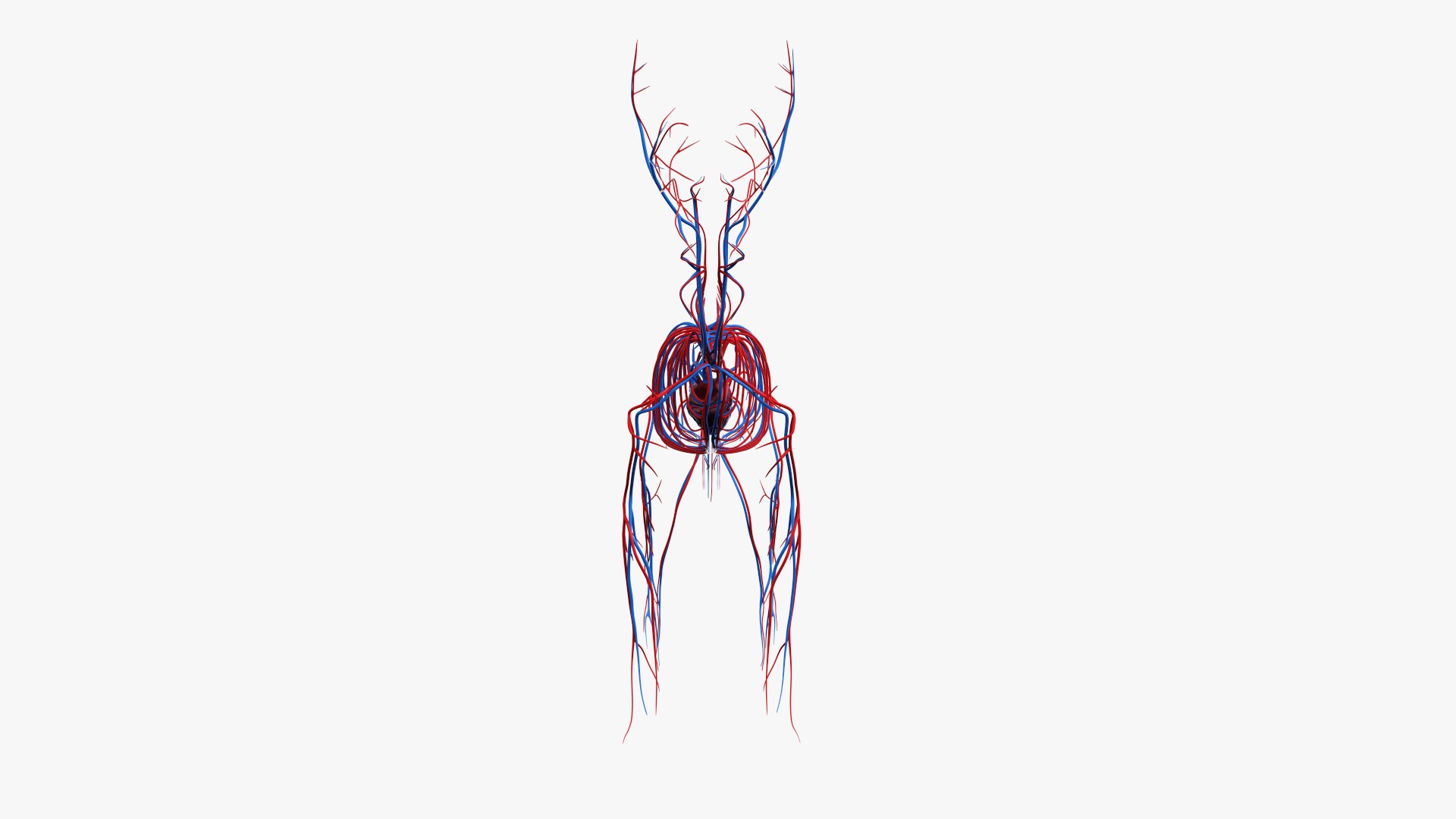 dog anatomy animation model https://p.turbosquid.com/ts-thumb/fm/3tOFkd/3zd068hk/ts_doganatomy_anatomy_solo_vasc0005/jpg/1571146589/1920x1080/fit_q87/63d4b146b469796786c4ba9f49ee0288ae46a02f/ts_doganatomy_anatomy_solo_vasc0005.jpg