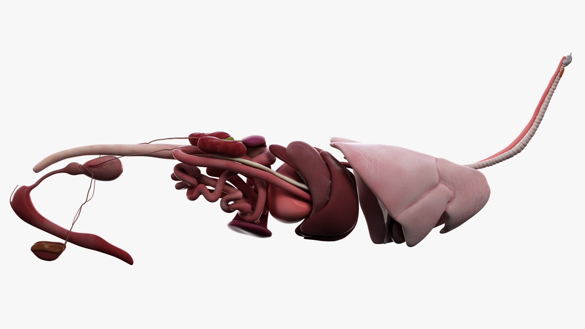dog anatomy animation model https://p.turbosquid.com/ts-thumb/fm/3tOFkd/6ADiD30E/ts_doganatomy_anatomy_organs_s0001/jpg/1571146639/1920x1080/fit_q87/03ea4846e6be84f1086157de7753caceb39f9c78/ts_doganatomy_anatomy_organs_s0001.jpg
