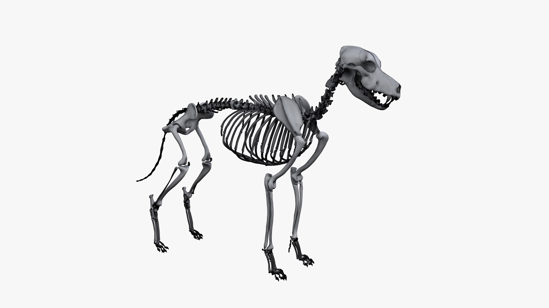 dog anatomy animation model https://p.turbosquid.com/ts-thumb/fm/3tOFkd/7ZeRPUAZ/ts_doganatomy_skeleton_wire0000/jpg/1571146896/1920x1080/fit_q87/16eeb5df68426b1c6a4da602890cdb7b530aed51/ts_doganatomy_skeleton_wire0000.jpg
