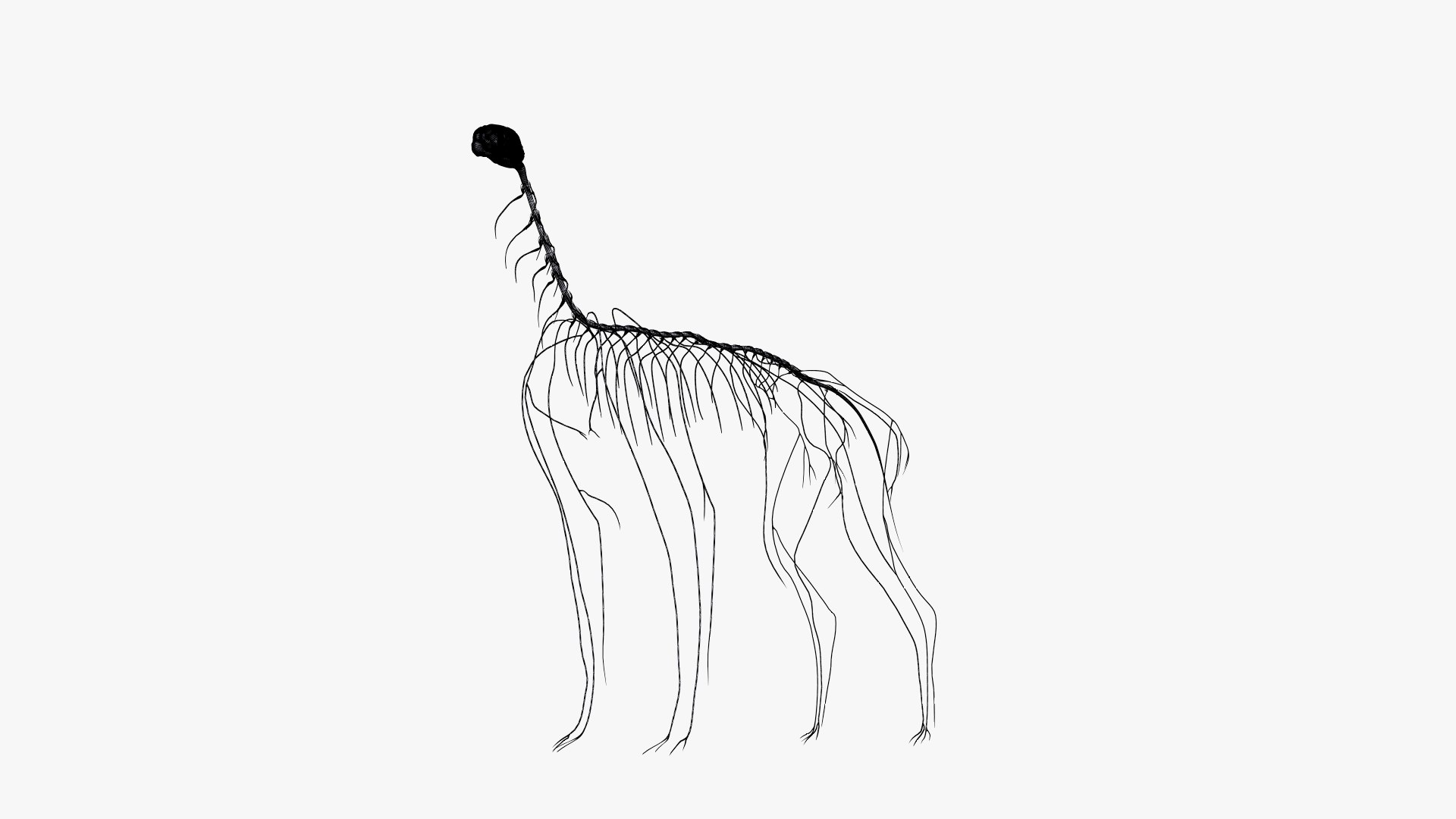 dog anatomy animation model https://p.turbosquid.com/ts-thumb/fm/3tOFkd/9mbnimBU/ts_doganatomy_anatomy_wire_nerves_s0004/jpg/1571147038/1920x1080/fit_q87/614b30caf0f475183114c0eb7e37a072448d3edb/ts_doganatomy_anatomy_wire_nerves_s0004.jpg
