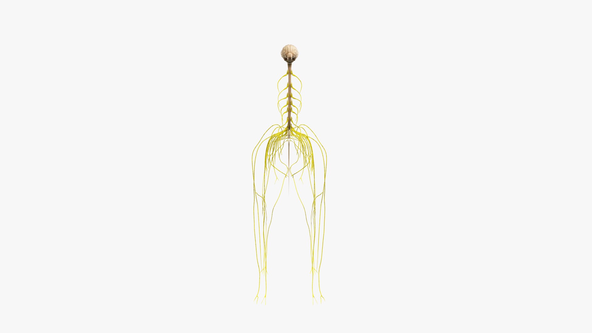 dog anatomy animation model https://p.turbosquid.com/ts-thumb/fm/3tOFkd/DOXyOcYb/ts_doganatomy_anatomy_nerves_s0005/jpg/1571146496/1920x1080/fit_q87/c2fd27224ce2681bd9a844bff0535cfe9c227176/ts_doganatomy_anatomy_nerves_s0005.jpg