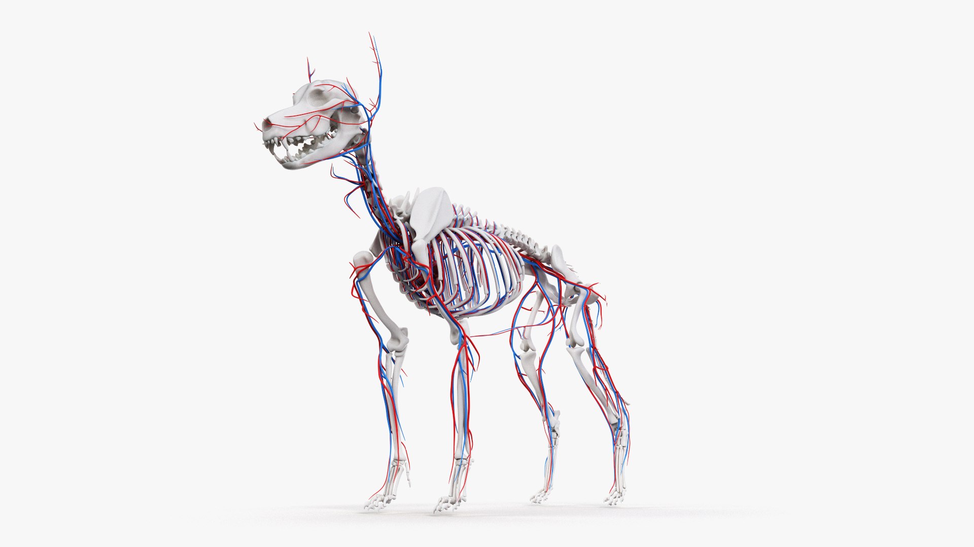 dog anatomy animation model https://p.turbosquid.com/ts-thumb/fm/3tOFkd/H8FYbk3S/ts_doganatomy_anatomy_all_vasc0004/jpg/1571146589/1920x1080/fit_q87/4d116577d3f8273dfb6c05f4e50fb12f714dbb9f/ts_doganatomy_anatomy_all_vasc0004.jpg