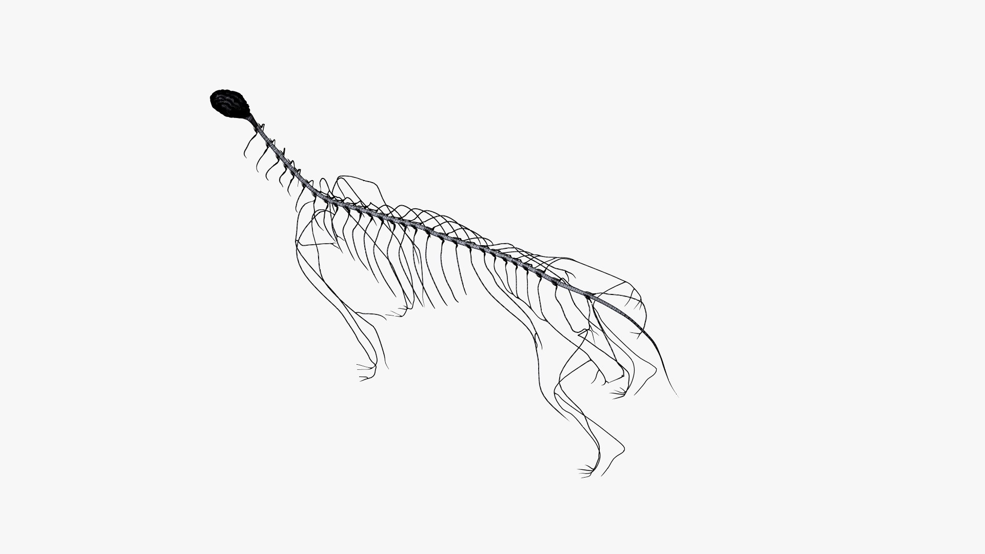 dog anatomy animation model https://p.turbosquid.com/ts-thumb/fm/3tOFkd/I1OKCuCH/ts_doganatomy_anatomy_wire_nerves_s0003/jpg/1571147038/1920x1080/fit_q87/5b550dc4bfb95d5f29548a8117d749f2cbd1aa92/ts_doganatomy_anatomy_wire_nerves_s0003.jpg