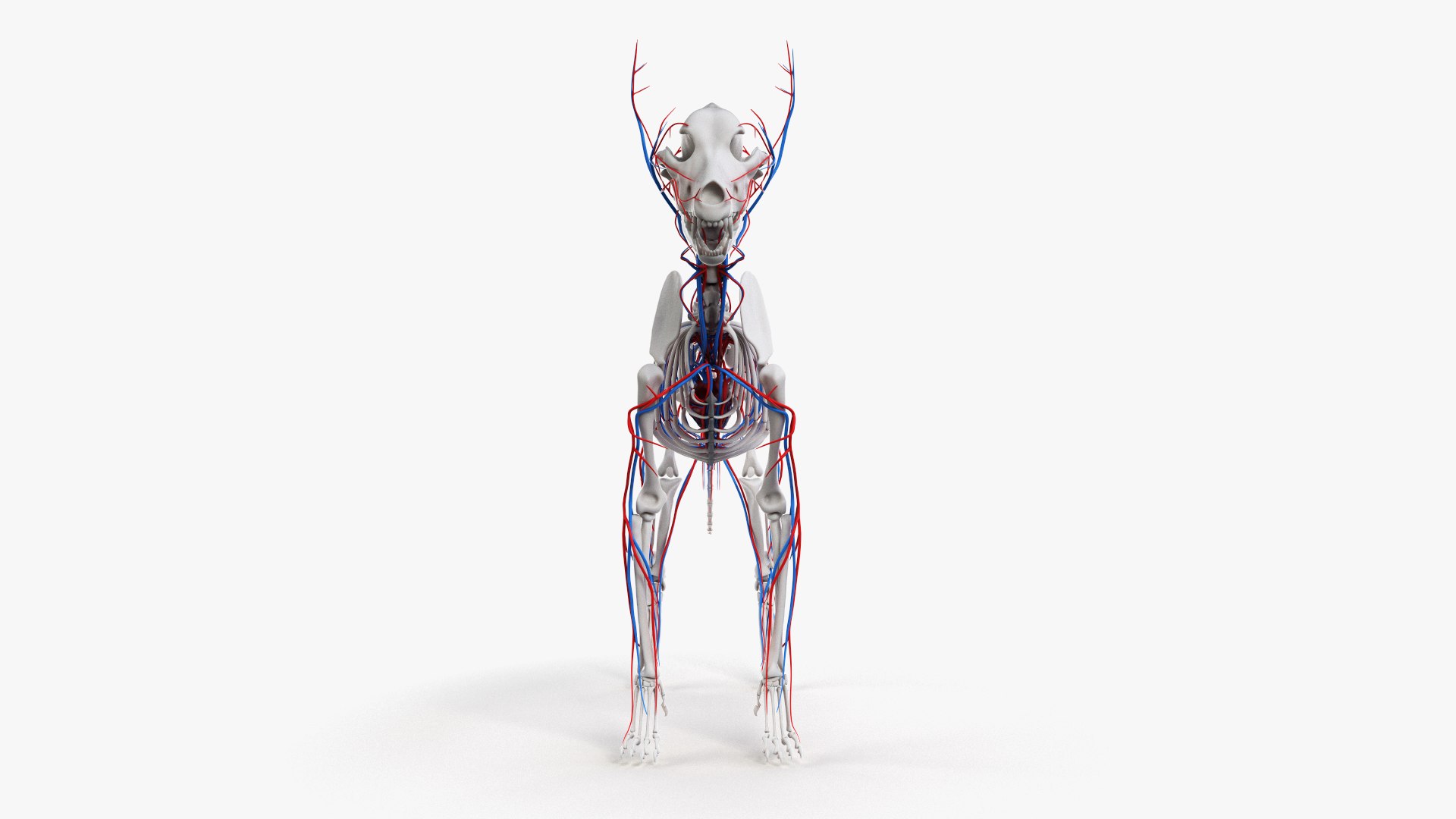 dog anatomy animation model https://p.turbosquid.com/ts-thumb/fm/3tOFkd/IXaXNJW7/ts_doganatomy_anatomy_all_vasc0005/jpg/1571146589/1920x1080/fit_q87/878bbdf7acda3503c45b853b2fce75c728835731/ts_doganatomy_anatomy_all_vasc0005.jpg
