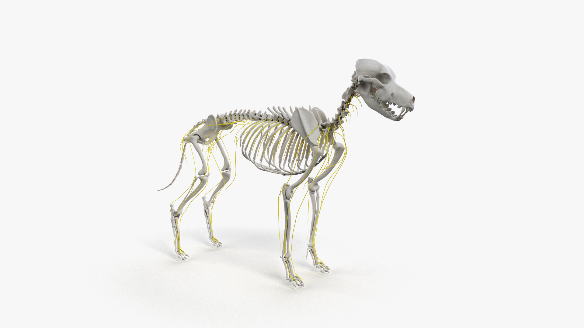 dog anatomy animation model https://p.turbosquid.com/ts-thumb/fm/3tOFkd/JIDj6E9i/ts_doganatomy_anatomy_nerves_turntable/jpg/1571146086/1920x1080/turn_fit_q99/7fbc57ee67f34d735411a863b0a1944a8c0f4a96/ts_doganatomy_anatomy_nerves_turntable-1.jpg