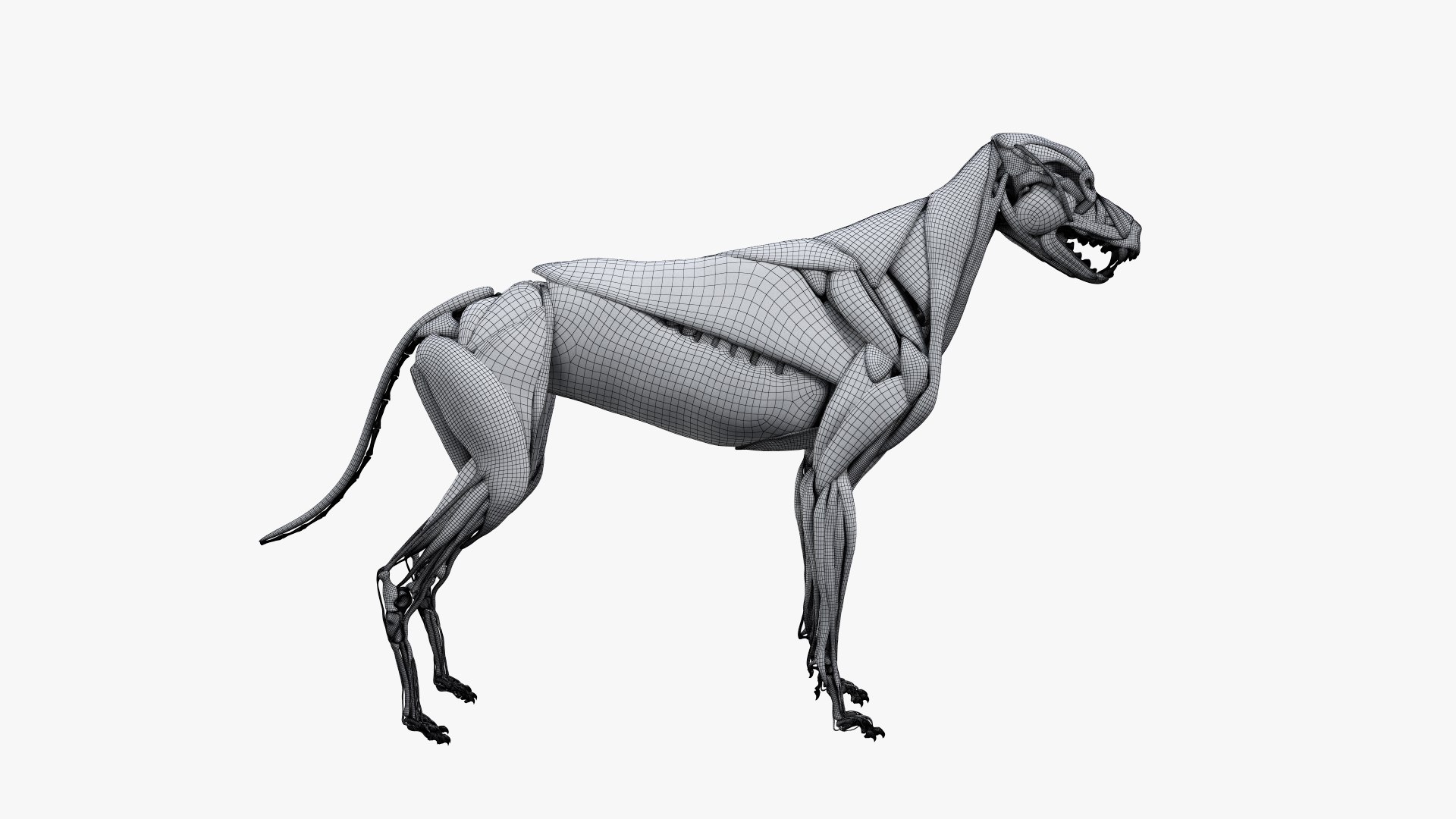dog anatomy animation model https://p.turbosquid.com/ts-thumb/fm/3tOFkd/KZw5qL4C/ts_doganatomy_muscle_wire0001/jpg/1571146940/1920x1080/fit_q87/c3b98e73cee9e4529c244b93e60ed6cc03d5c3a8/ts_doganatomy_muscle_wire0001.jpg