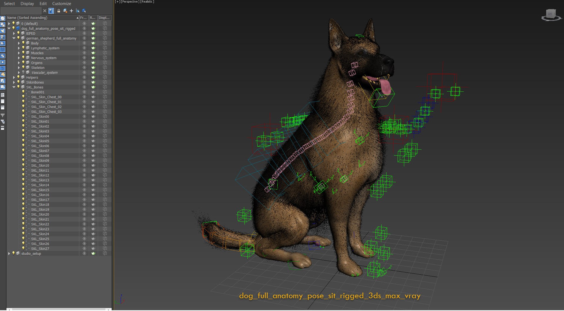 dog anatomy animation model https://p.turbosquid.com/ts-thumb/fm/3tOFkd/Kyq237No/dog_full_anatomy_pose_sit_rigged_3ds_max_vray/jpg/1571207089/1920x1080/fit_q87/6bdb3f5844f5828391296079df8a9e7aac69e8b4/dog_full_anatomy_pose_sit_rigged_3ds_max_vray.jpg