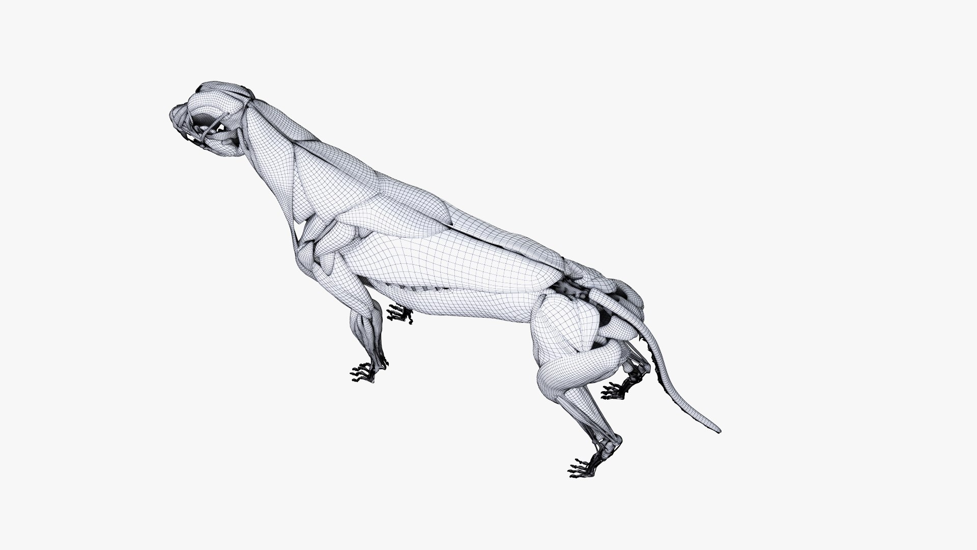 dog anatomy animation model https://p.turbosquid.com/ts-thumb/fm/3tOFkd/M8MxLtOF/ts_doganatomy_muscle_wire0003/jpg/1571146940/1920x1080/fit_q87/ebff94abb9ff405fe3f0a7d1d746a1e70f55f75e/ts_doganatomy_muscle_wire0003.jpg