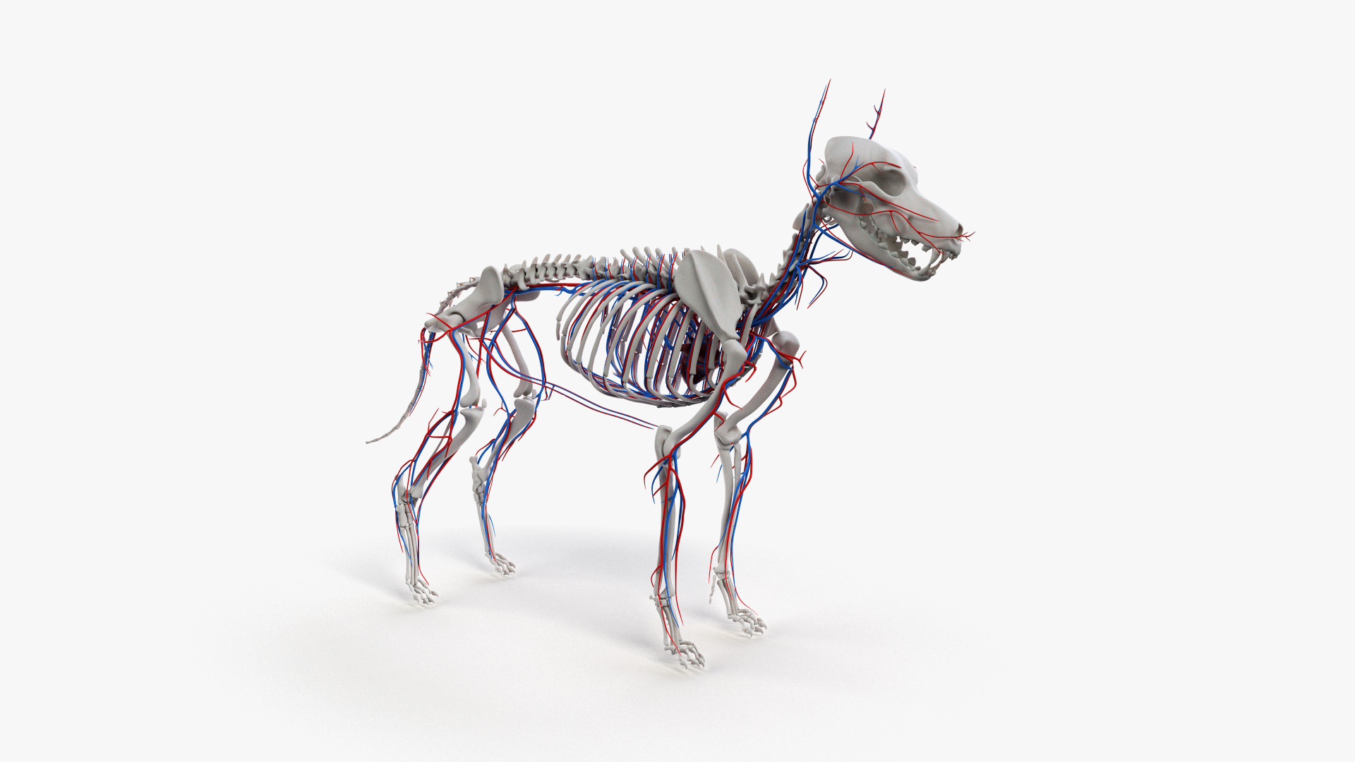 dog anatomy animation model https://p.turbosquid.com/ts-thumb/fm/3tOFkd/NZZkwBOb/ts_doganatomy_anatomy_vascular_turntable/jpg/1571146101/1920x1080/turn_fit_q99/73e75f3905d8028337eb0ea47a1278076400eba9/ts_doganatomy_anatomy_vascular_turntable-1.jpg