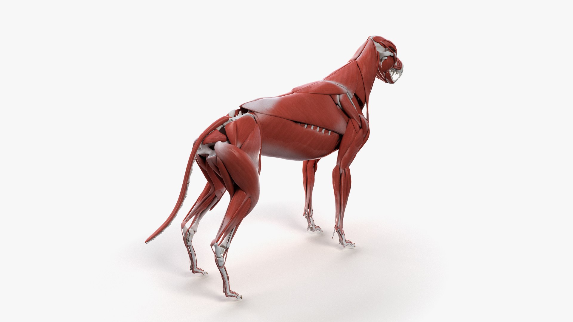 dog anatomy animation model https://p.turbosquid.com/ts-thumb/fm/3tOFkd/OifNi2xY/ts_doganatomy_muscle0002/jpg/1571146459/1920x1080/fit_q87/3f5ab0f3e3e3c3997f301c0c792151f6bf2461b2/ts_doganatomy_muscle0002.jpg