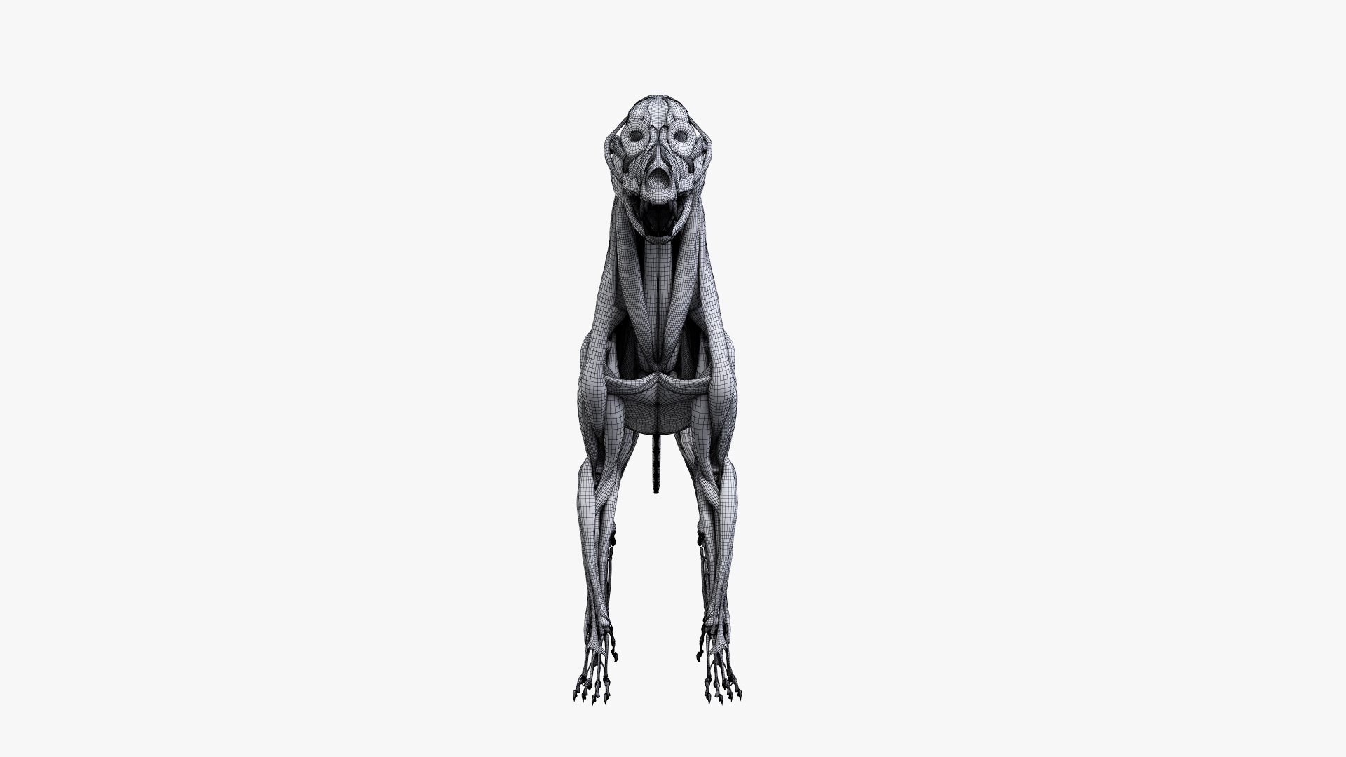 dog anatomy animation model https://p.turbosquid.com/ts-thumb/fm/3tOFkd/RU4lN7hZ/ts_doganatomy_muscle_wire0005/jpg/1571146940/1920x1080/fit_q87/13689c6ad59d80c5f93bd08b628fbcd2d614a36f/ts_doganatomy_muscle_wire0005.jpg