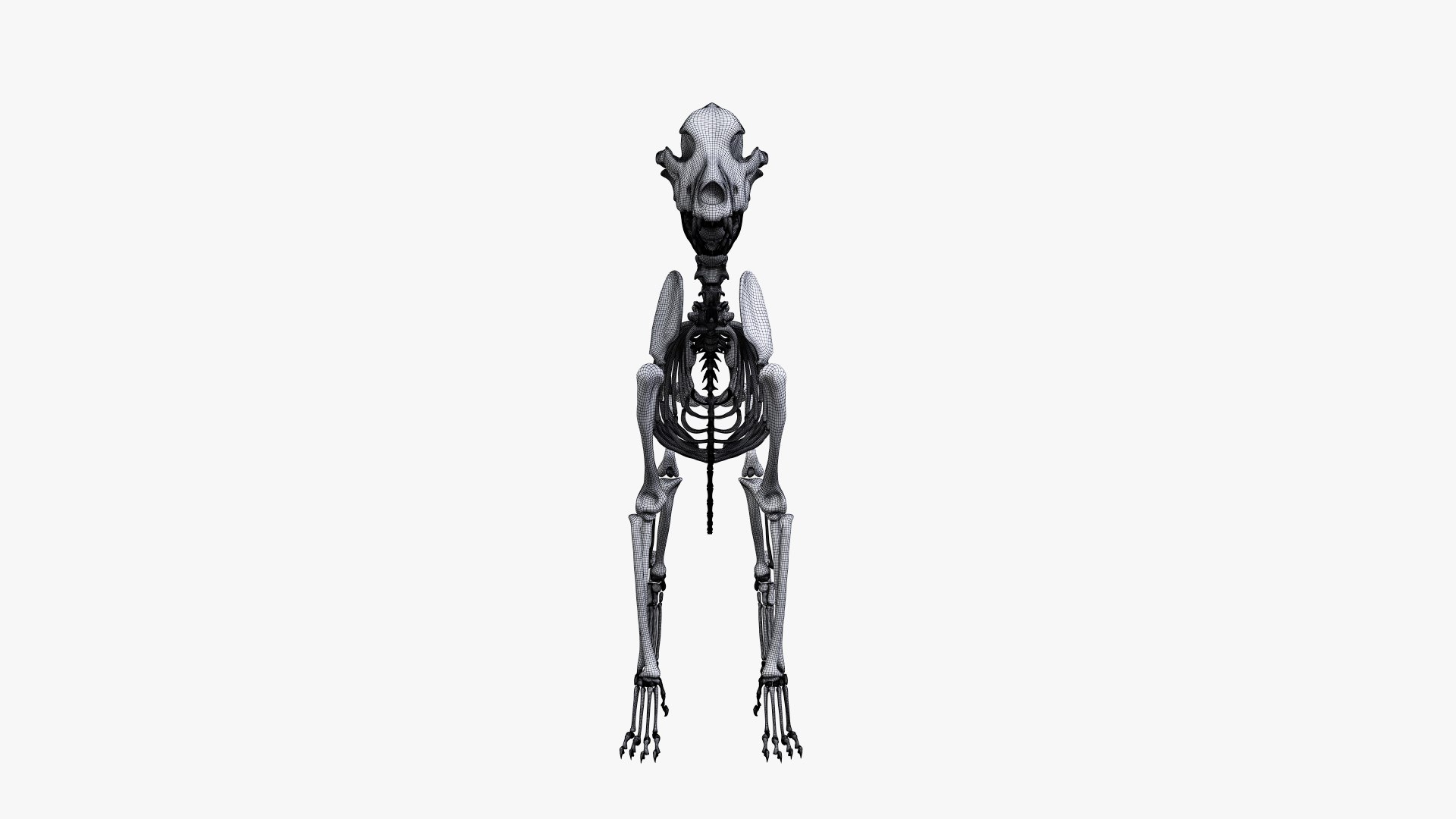 dog anatomy animation model https://p.turbosquid.com/ts-thumb/fm/3tOFkd/RjnBSL2R/ts_doganatomy_skeleton_wire0005/jpg/1571146896/1920x1080/fit_q87/e822c118908fc4b5e416a346193352e82c5f9f65/ts_doganatomy_skeleton_wire0005.jpg