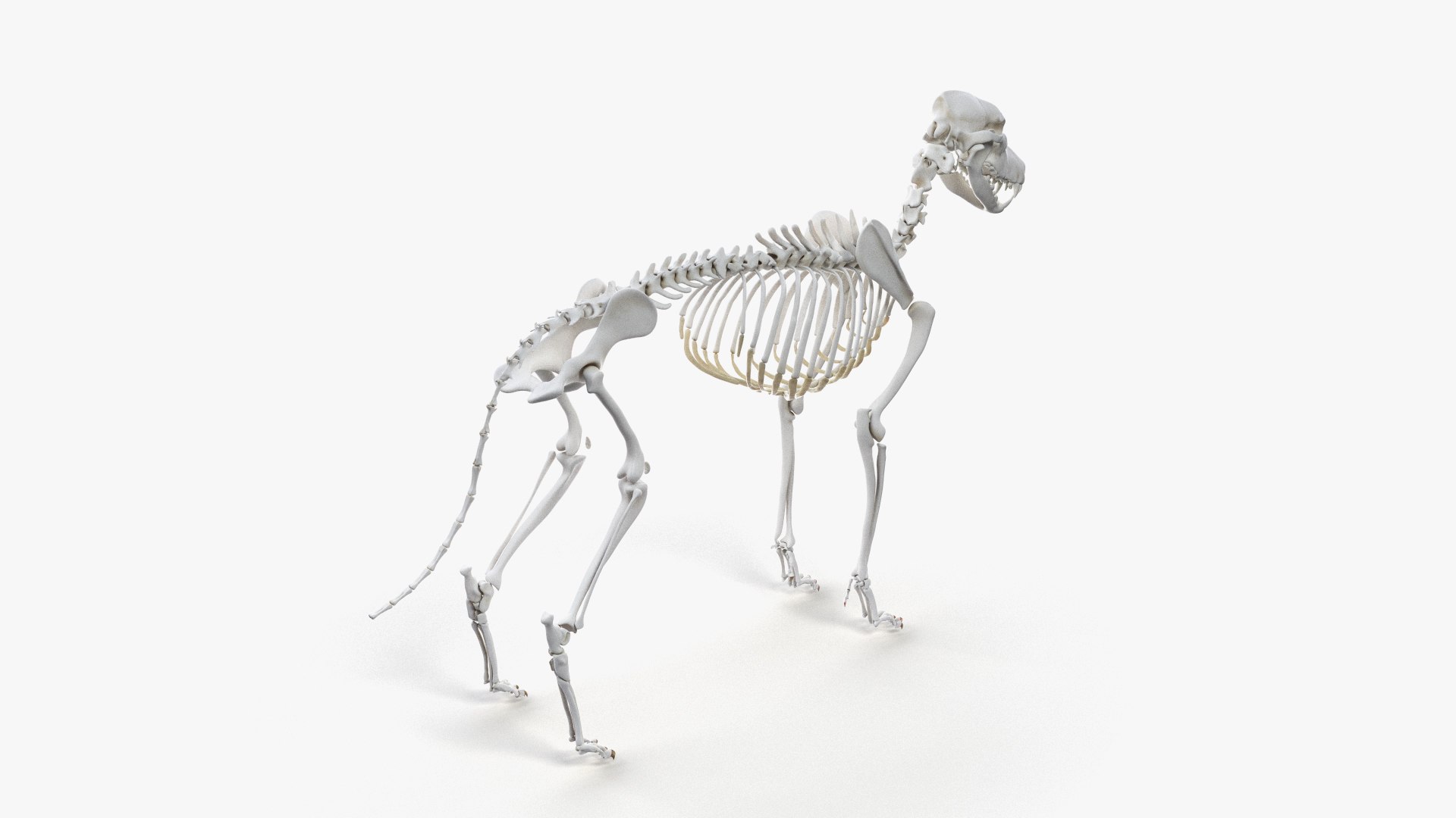 dog anatomy animation model https://p.turbosquid.com/ts-thumb/fm/3tOFkd/RwCmmbpH/ts_doganatomy_skeleton0002/jpg/1571146403/1920x1080/fit_q87/fe93cf1a09c11467b12ba7b903cdd56c1a3bfbfe/ts_doganatomy_skeleton0002.jpg