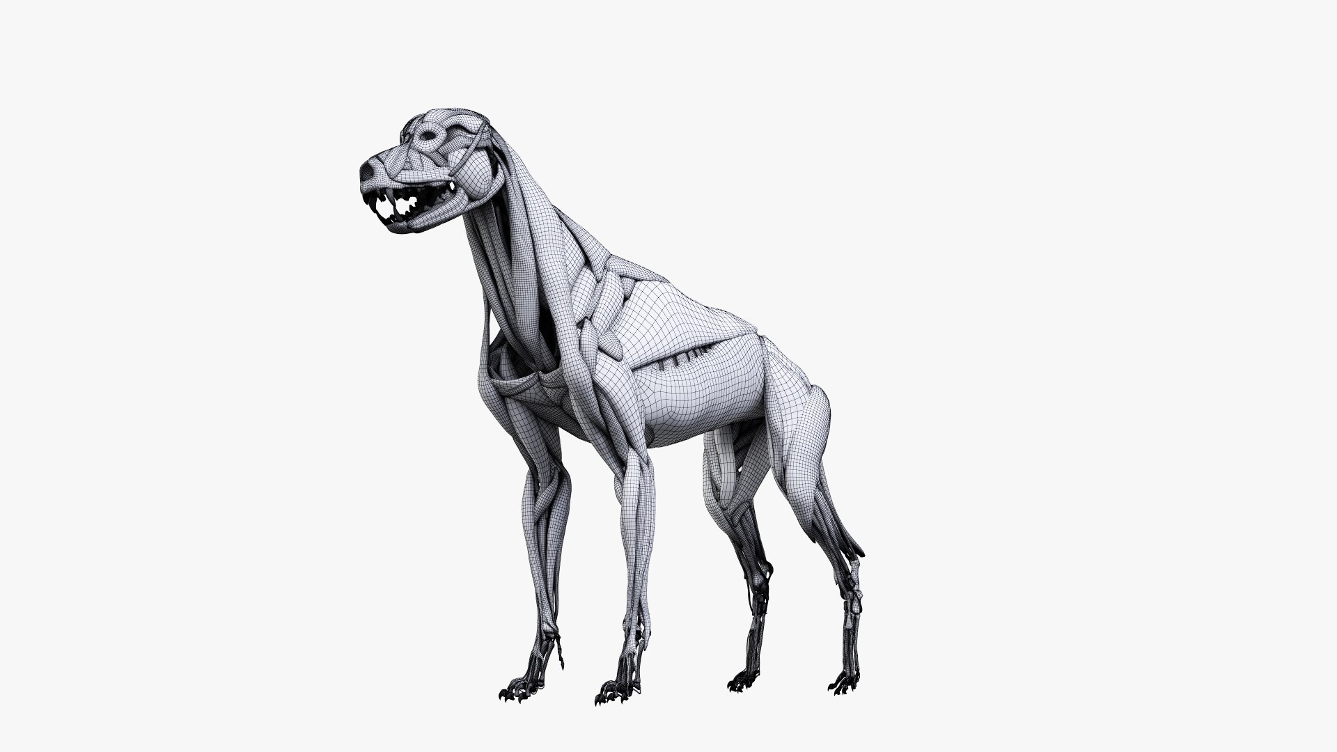 dog anatomy animation model https://p.turbosquid.com/ts-thumb/fm/3tOFkd/Ry2aGQwO/ts_doganatomy_muscle_wire0004/jpg/1571146940/1920x1080/fit_q87/bf38d92c0ff08c97c2cf17898f73bb6ea01d1f25/ts_doganatomy_muscle_wire0004.jpg