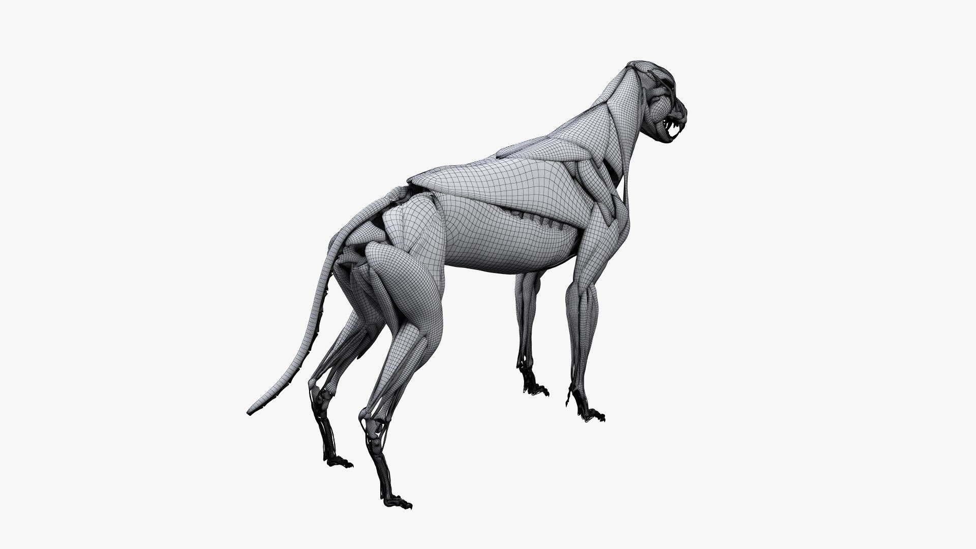 dog anatomy animation model https://p.turbosquid.com/ts-thumb/fm/3tOFkd/THHCNeV3/ts_doganatomy_muscle_wire0002/jpg/1571146940/1920x1080/fit_q87/48e918b12820302add8b44401a2b27da876cd24f/ts_doganatomy_muscle_wire0002.jpg