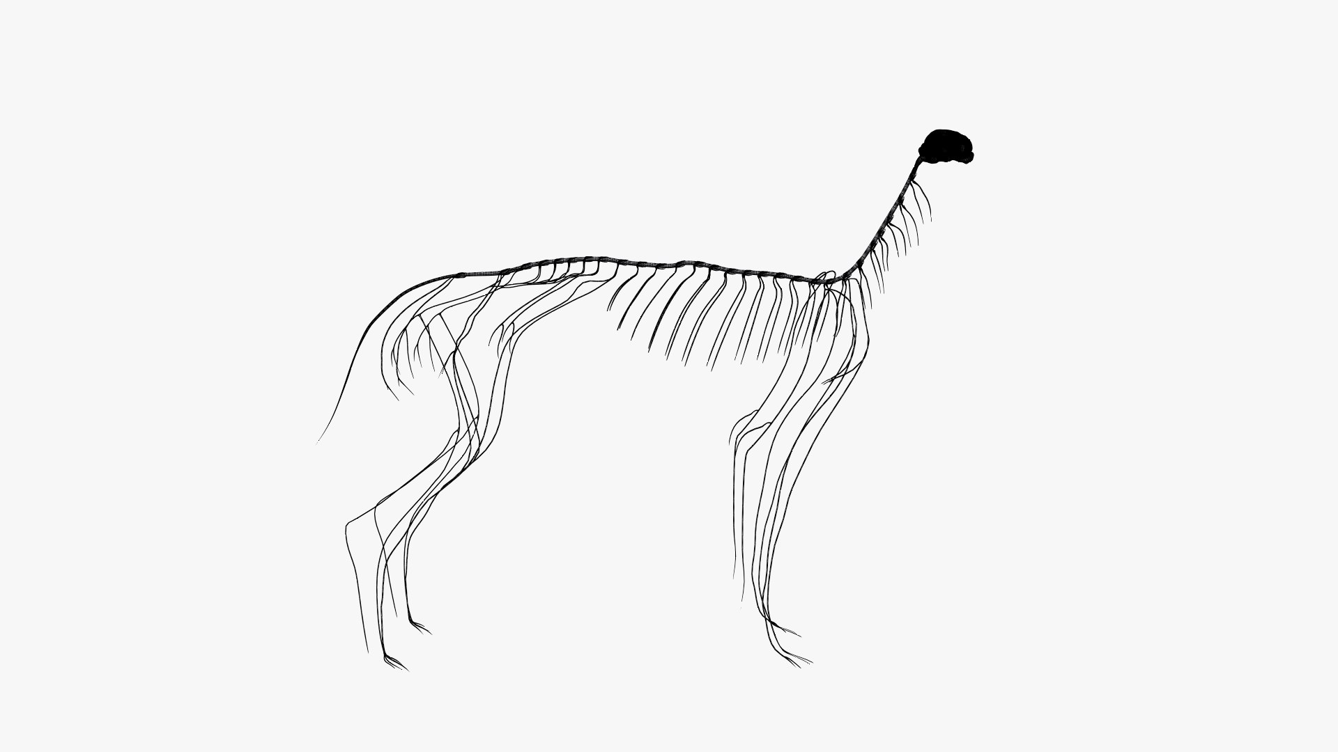 dog anatomy animation model https://p.turbosquid.com/ts-thumb/fm/3tOFkd/VJnXEDwI/ts_doganatomy_anatomy_wire_nerves_s0001/jpg/1571147038/1920x1080/fit_q87/1934c3f784ed57fa13ded9ec5cb547e3c18997ab/ts_doganatomy_anatomy_wire_nerves_s0001.jpg