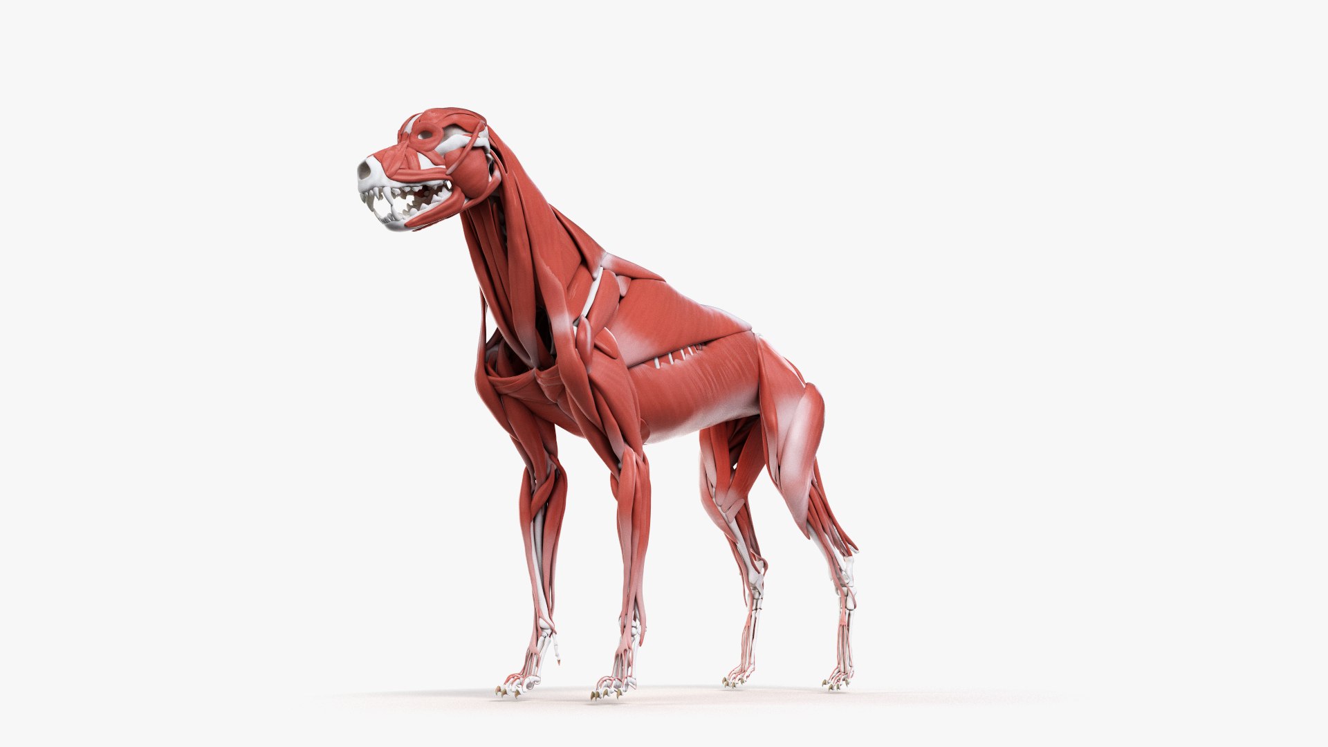 dog anatomy animation model https://p.turbosquid.com/ts-thumb/fm/3tOFkd/YSJy4gJQ/ts_doganatomy_muscle0004/jpg/1571146459/1920x1080/fit_q87/8fc24ed8296a8b5c4716c76c4e71cfd23e883189/ts_doganatomy_muscle0004.jpg