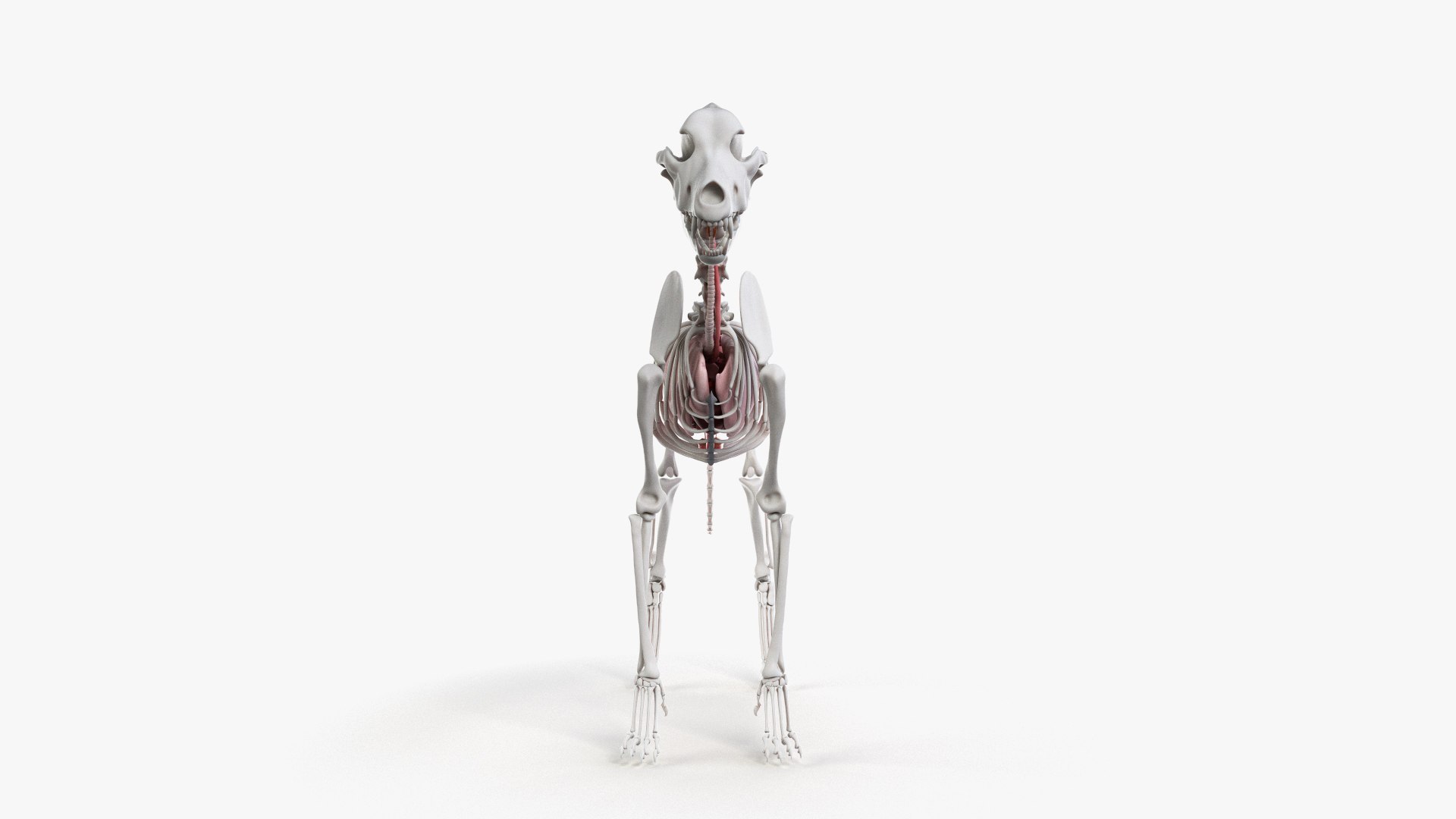 dog anatomy animation model https://p.turbosquid.com/ts-thumb/fm/3tOFkd/ZDt1htfL/ts_doganatomy_anatomy_all_organs0005/jpg/1571146754/1920x1080/fit_q87/3a4d0eb12ba367eda13d0af339cd968ec1ff19b2/ts_doganatomy_anatomy_all_organs0005.jpg