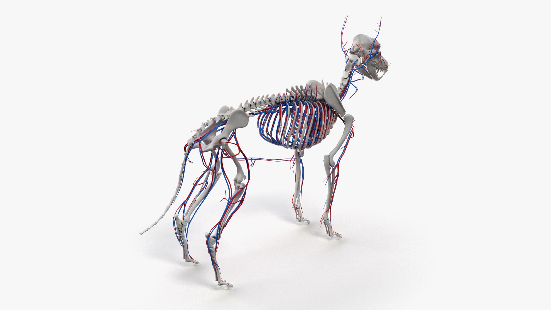 dog anatomy animation model https://p.turbosquid.com/ts-thumb/fm/3tOFkd/ZO9pMoe8/ts_doganatomy_anatomy_all_vasc0002/jpg/1571146589/1920x1080/fit_q87/0d7dc002ff035bc00b9c4d2a56b061405d302bda/ts_doganatomy_anatomy_all_vasc0002.jpg
