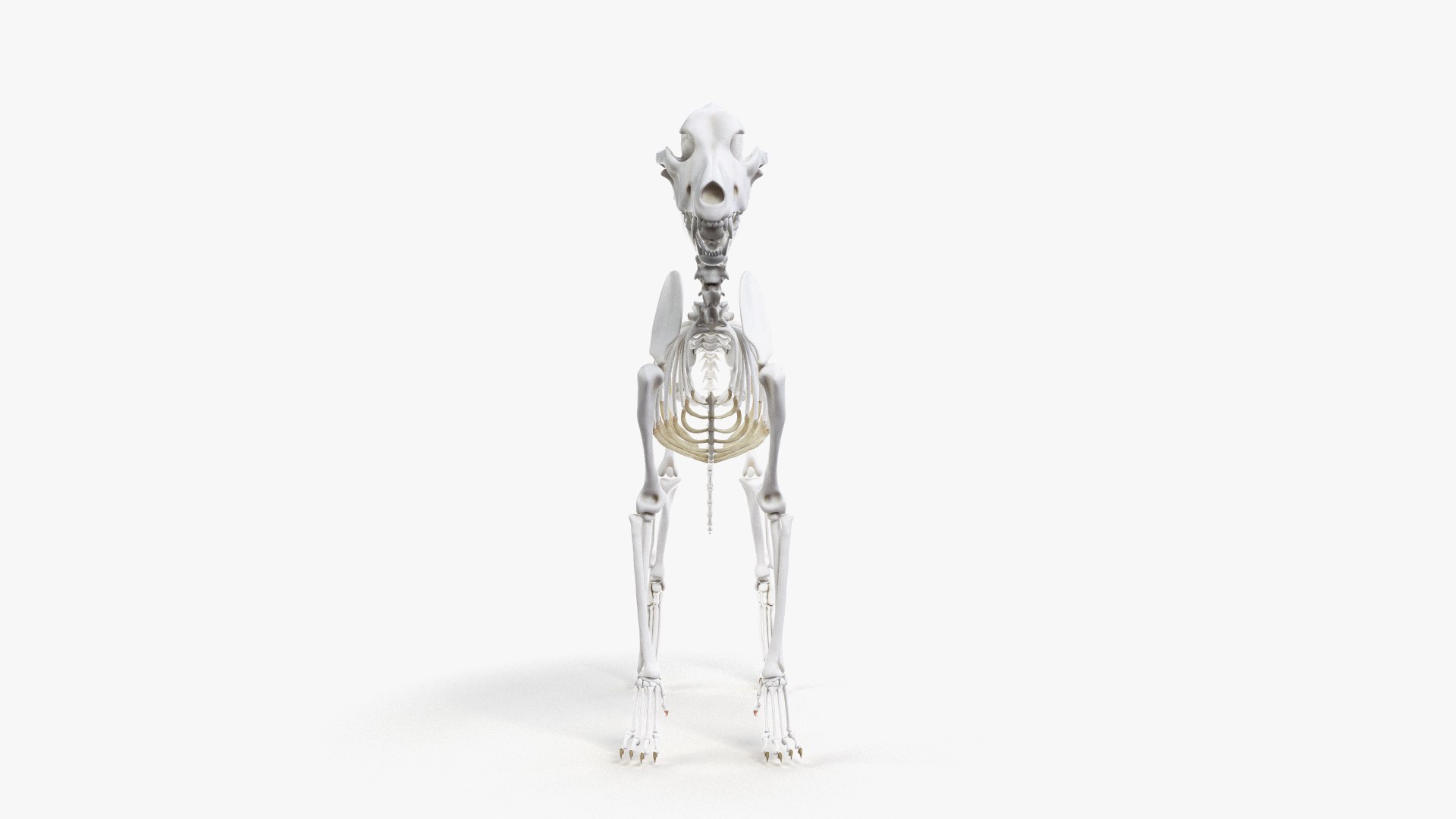 dog anatomy animation model https://p.turbosquid.com/ts-thumb/fm/3tOFkd/ZxIT9jU2/ts_doganatomy_skeleton0005/jpg/1571146403/1920x1080/fit_q87/ab1870f9dc484a0fe80379f9649ae479f26260bb/ts_doganatomy_skeleton0005.jpg