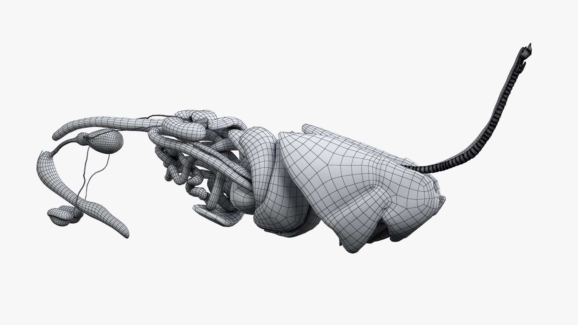 dog anatomy animation model https://p.turbosquid.com/ts-thumb/fm/3tOFkd/dQxNa3SI/ts_doganatomy_anatomy_wire_org_s0000/jpg/1571147106/1920x1080/fit_q87/4a93d9b81da47efbcb8d530d0d74615a7e6434dc/ts_doganatomy_anatomy_wire_org_s0000.jpg