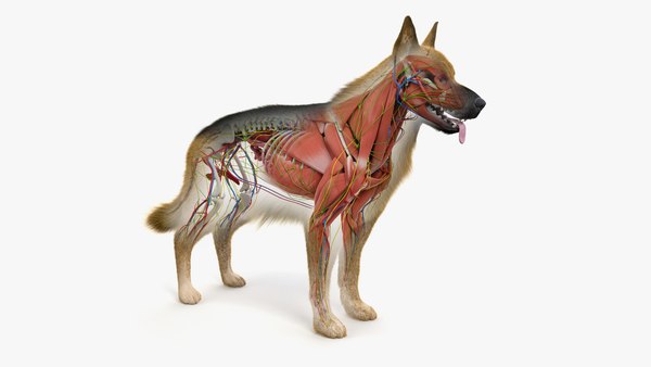 New Standing Puzzle Animal Anatomy Model Dog Dissection Model Figure 1 Kit ALAN 