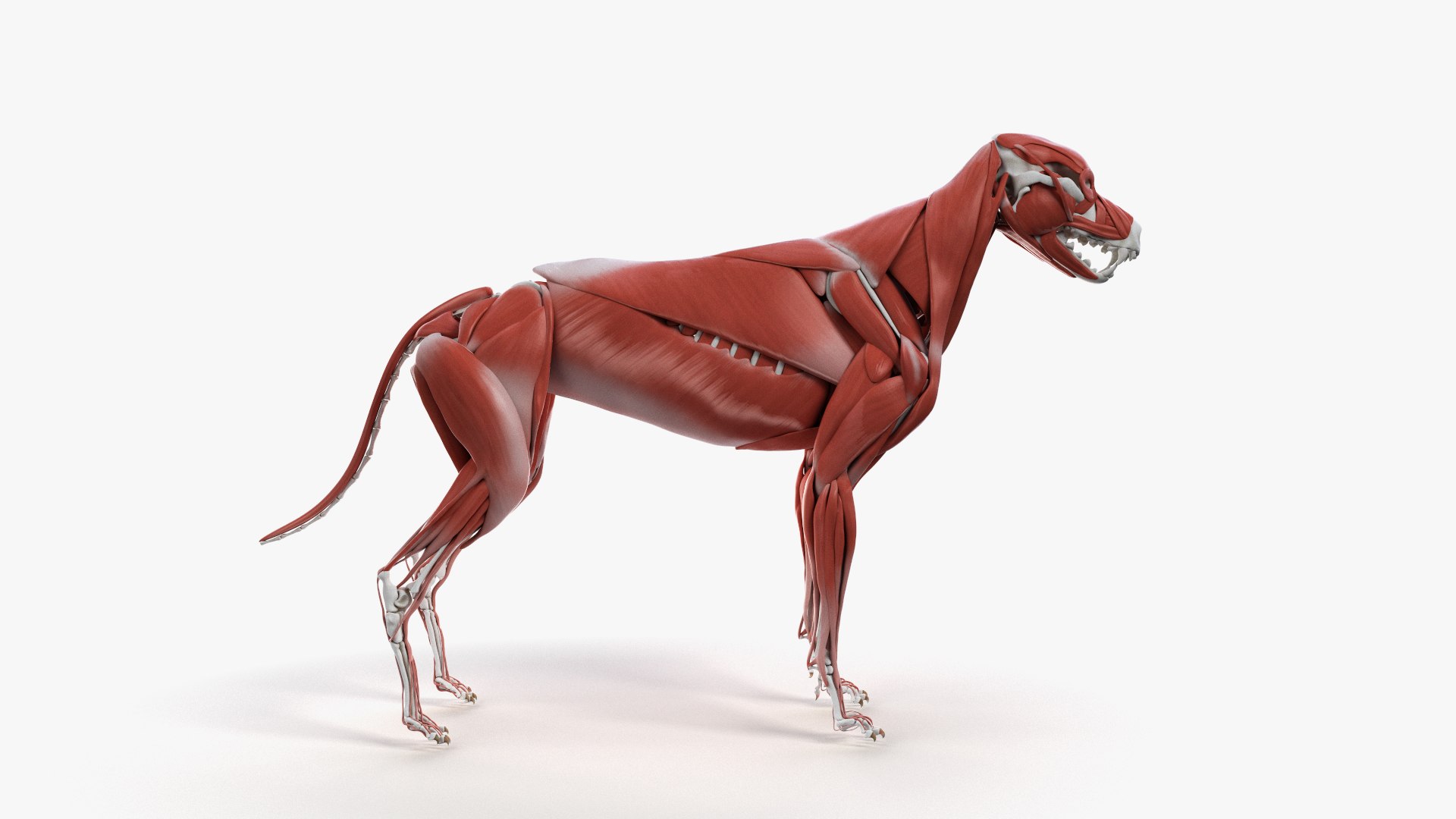 dog anatomy animation model https://p.turbosquid.com/ts-thumb/fm/3tOFkd/gGi8rzTm/ts_doganatomy_muscle0001/jpg/1571146459/1920x1080/fit_q87/ded7f22a691cc28540cddfe61bbe3d66c3bb7dba/ts_doganatomy_muscle0001.jpg