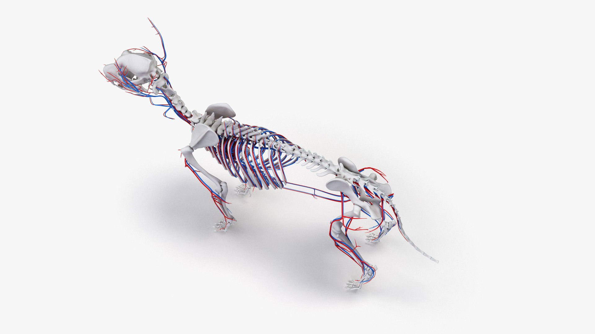 dog anatomy animation model https://p.turbosquid.com/ts-thumb/fm/3tOFkd/gI5VrrNk/ts_doganatomy_anatomy_all_vasc0003/jpg/1571146589/1920x1080/fit_q87/57c9b17f98abdac594d9f7778a59b78574afeb32/ts_doganatomy_anatomy_all_vasc0003.jpg