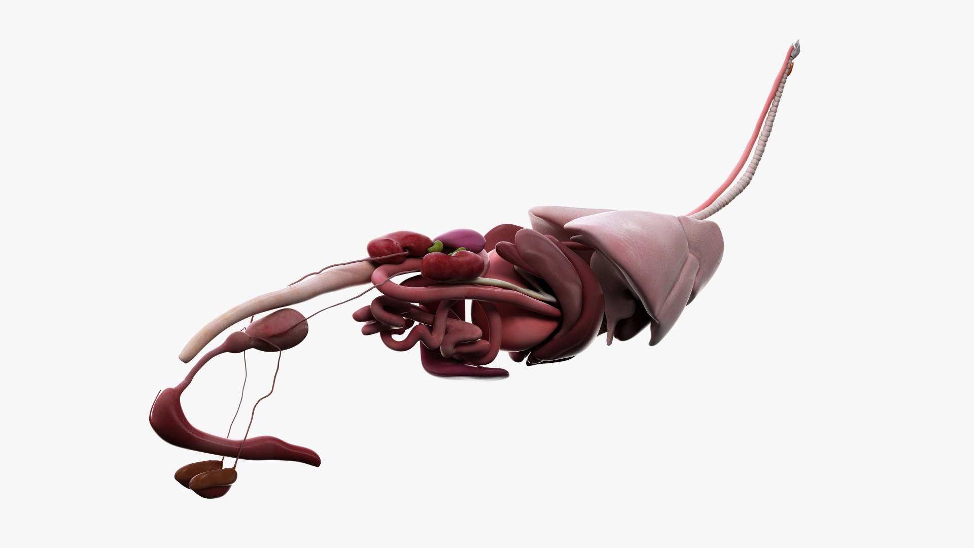 dog anatomy animation model https://p.turbosquid.com/ts-thumb/fm/3tOFkd/gR38Pmku/ts_doganatomy_anatomy_organs_s0002/jpg/1571146639/1920x1080/fit_q87/78a5296b2b73c0e9f141e4e817d964c43d350866/ts_doganatomy_anatomy_organs_s0002.jpg