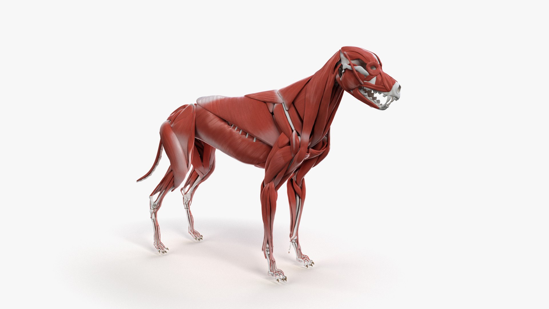 dog anatomy animation model https://p.turbosquid.com/ts-thumb/fm/3tOFkd/he6AWoRA/ts_doganatomy_muscle0000/jpg/1571146459/1920x1080/fit_q87/0d3cddfdc3c0bbaac59d6d82b6ca46169ddd33bb/ts_doganatomy_muscle0000.jpg