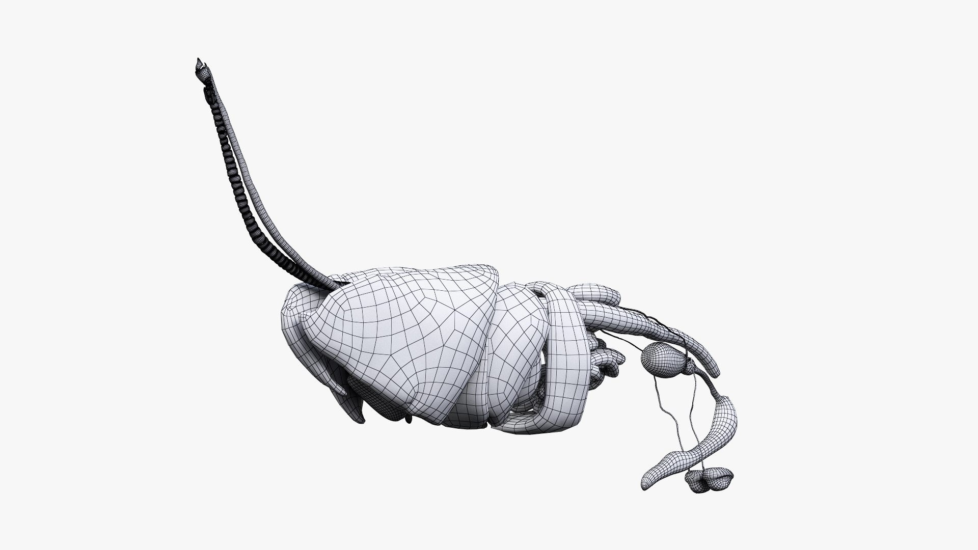 dog anatomy animation model https://p.turbosquid.com/ts-thumb/fm/3tOFkd/k5qmbf0G/ts_doganatomy_anatomy_wire_org_s0004/jpg/1571147106/1920x1080/fit_q87/016f6645d8b74059f8a40b151bf34e105ac335d0/ts_doganatomy_anatomy_wire_org_s0004.jpg